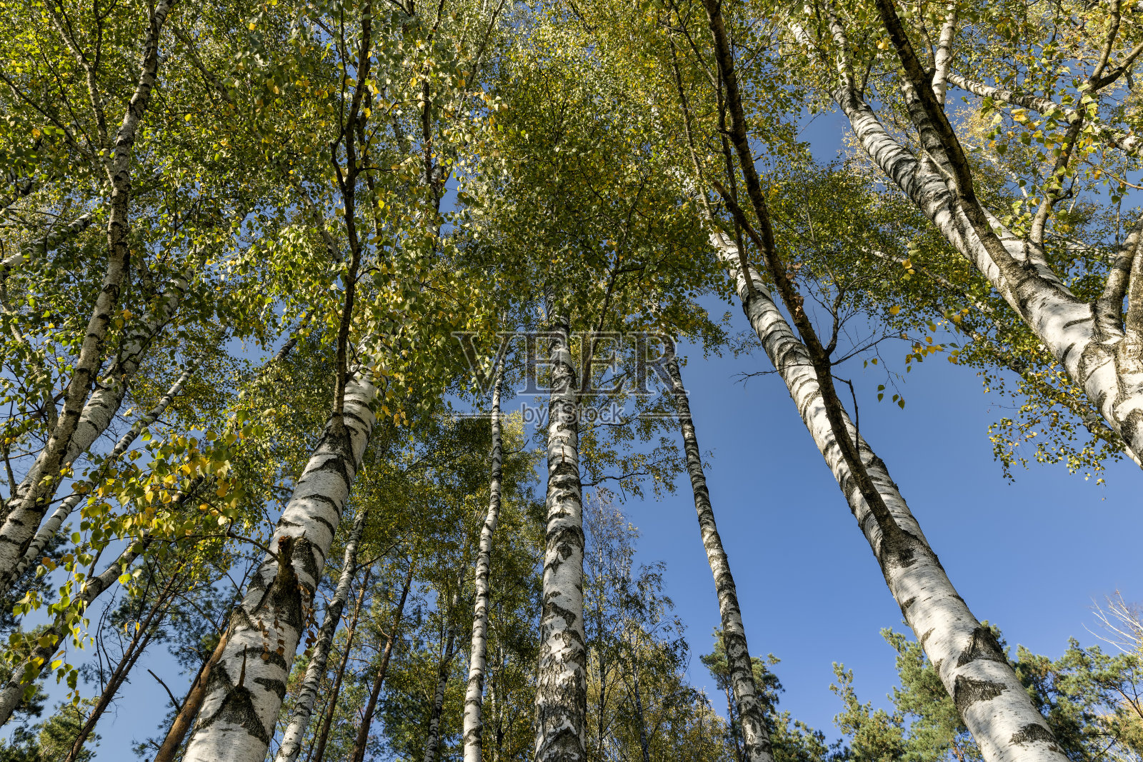 秋天的桦树林中有高大的桦树照片摄影图片