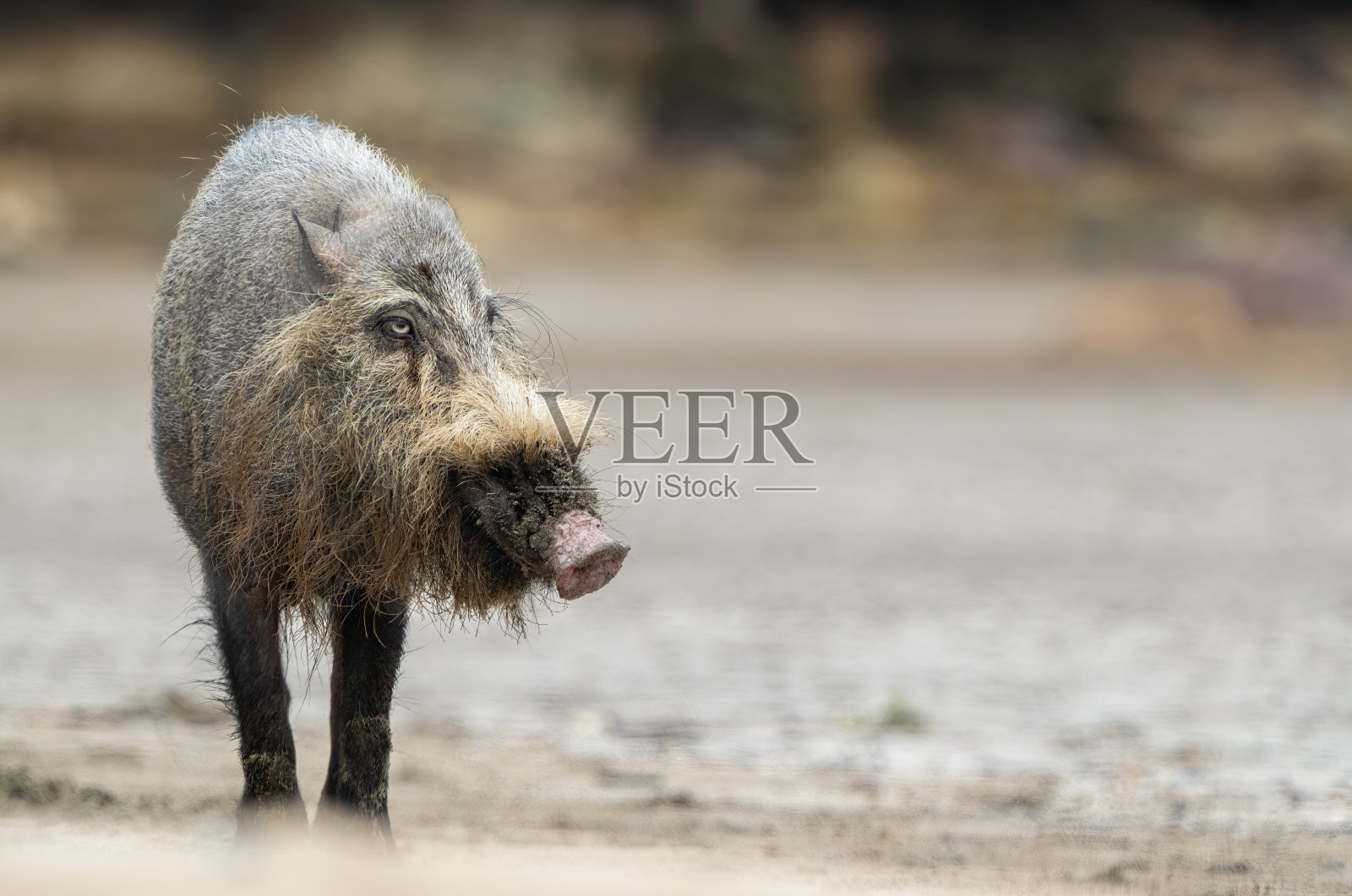 婆罗洲巴科国家公园沙滩上的长胡子猪照片摄影图片