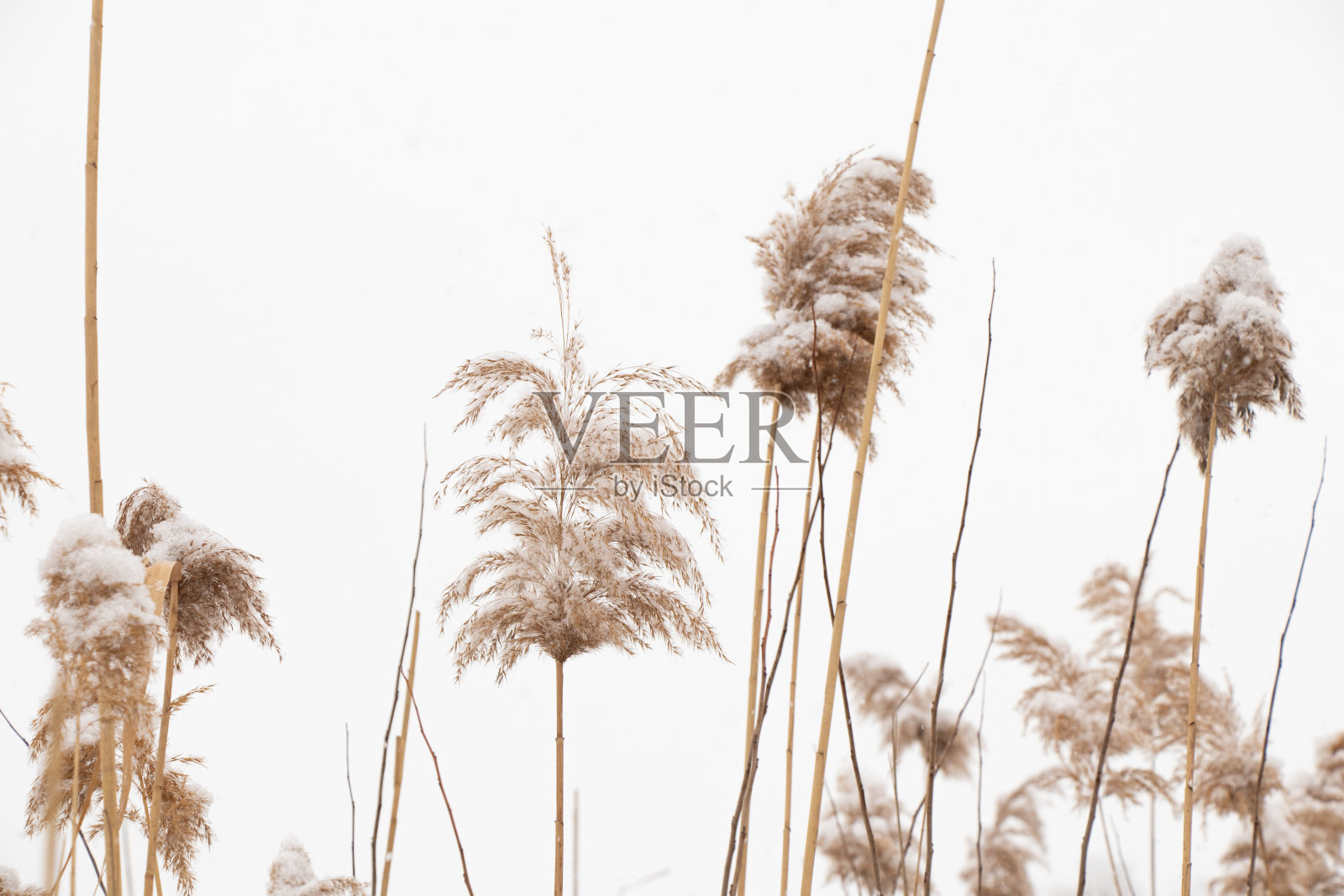 干燥的芦苇在冬天的雪地里,在乌克兰的森林里过冬照片摄影图片
