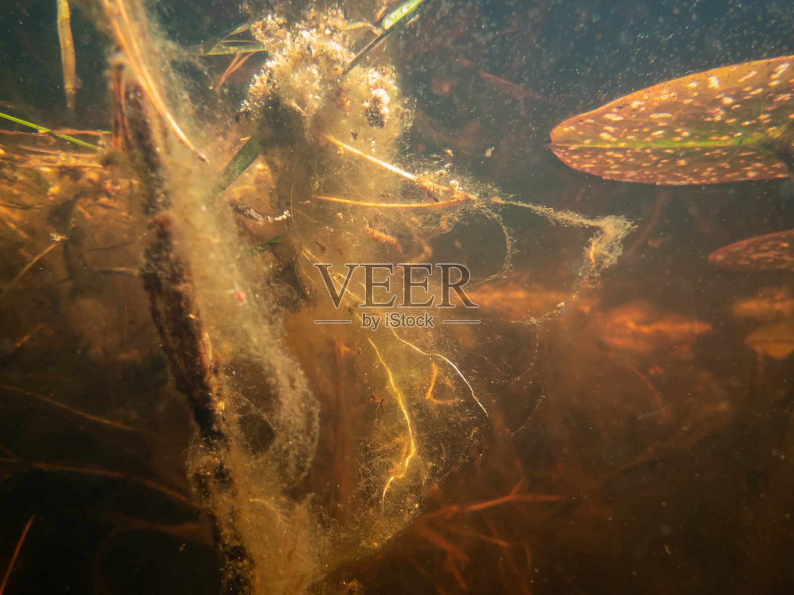 一个小池塘里的海底世界照片摄影图片