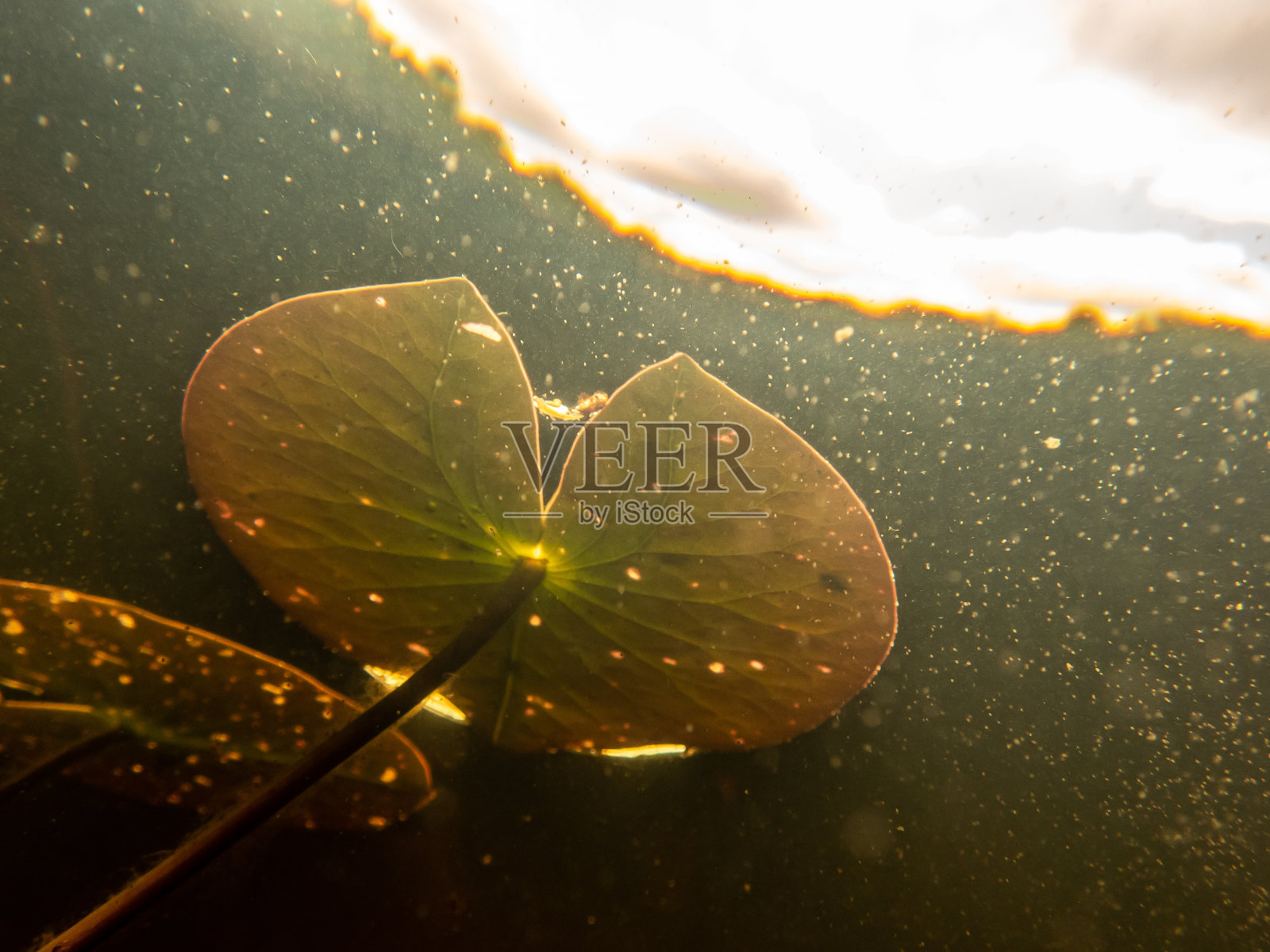 一个小池塘里的海底世界照片摄影图片