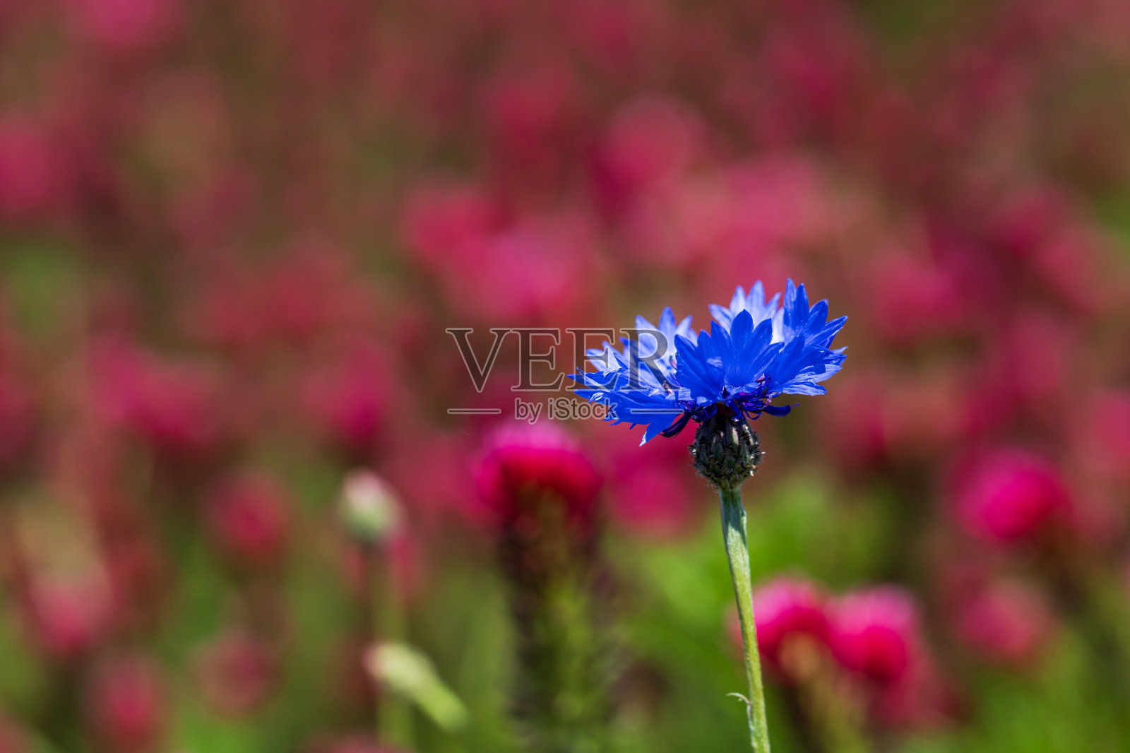 美丽的蓝色花半人马花生长在田野。照片摄影图片