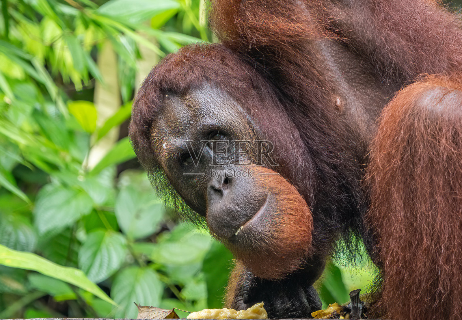 婆罗洲雨林中的猩猩照片摄影图片
