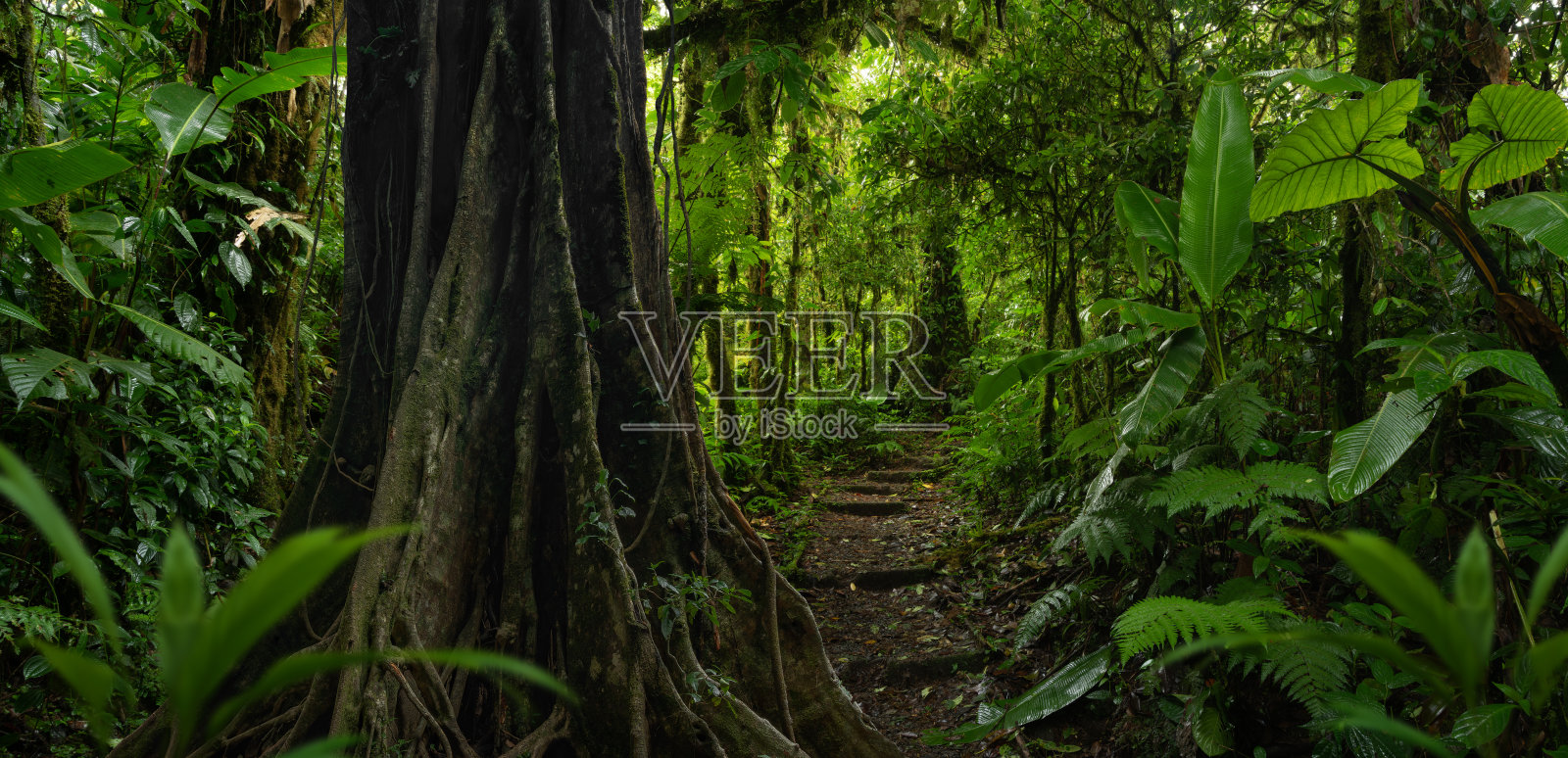 热带雨林照片摄影图片