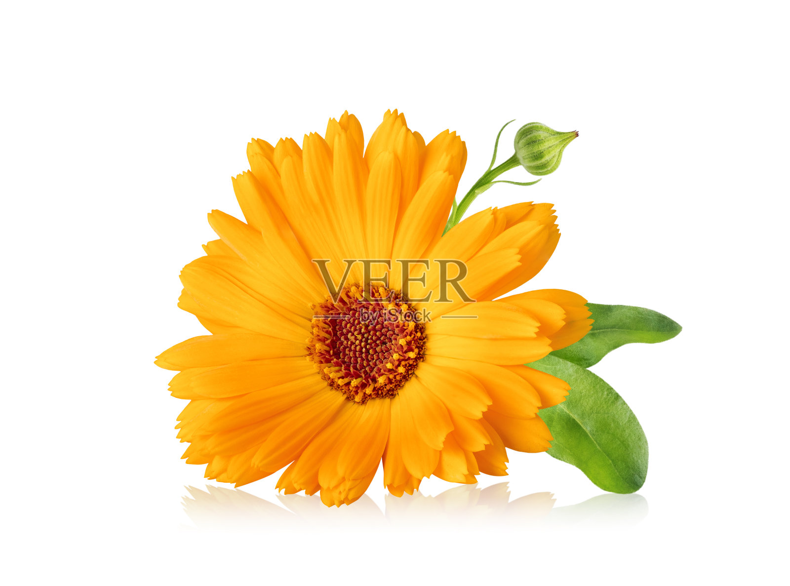 金盏菊花,白底分离。万寿菊药用植物,治疗草药。照片摄影图片