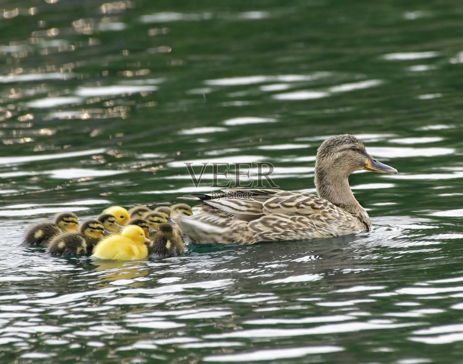 带着孩子的绿头鸭母鸡照片摄影图片