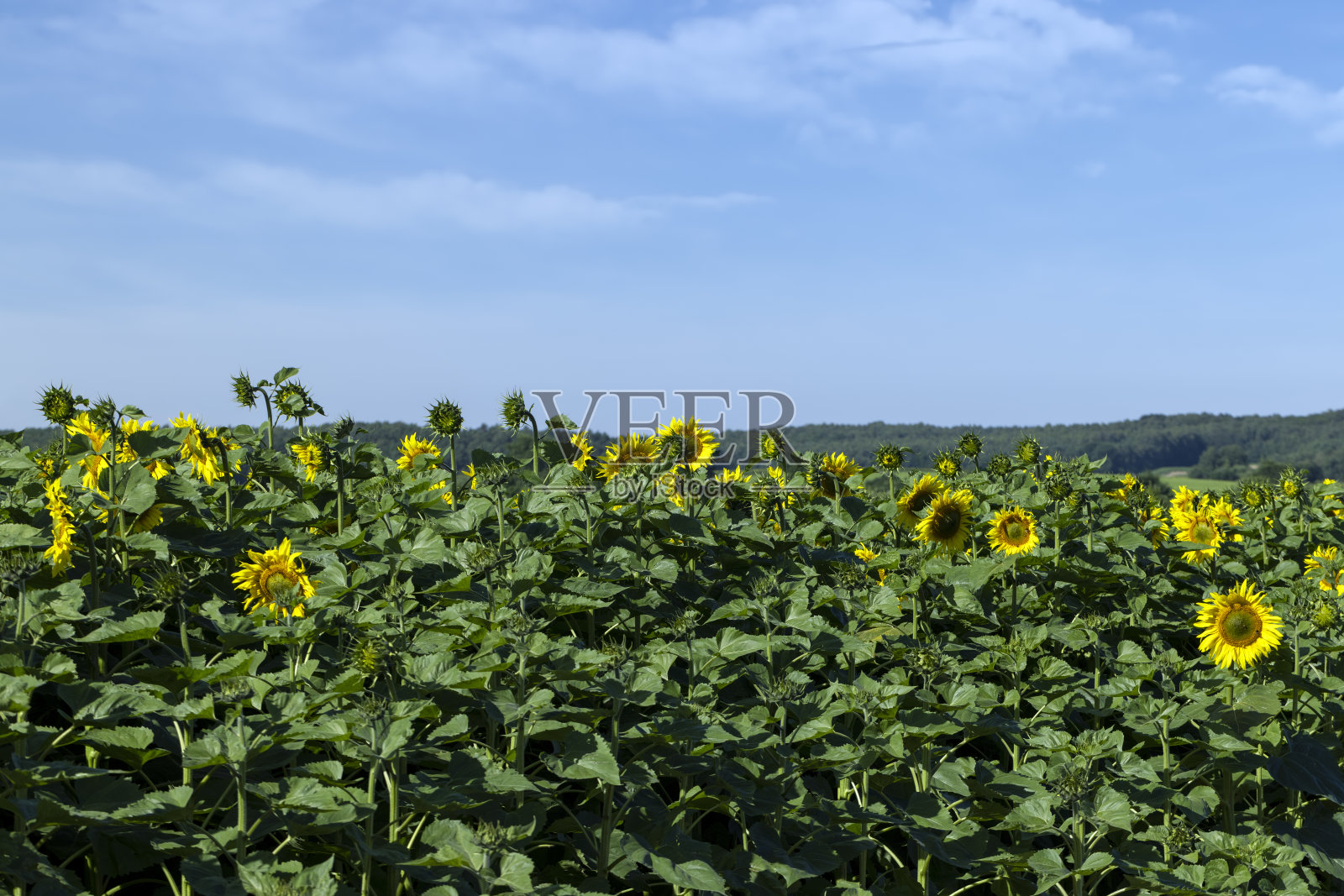 田野里盛开着美丽的向日葵照片摄影图片