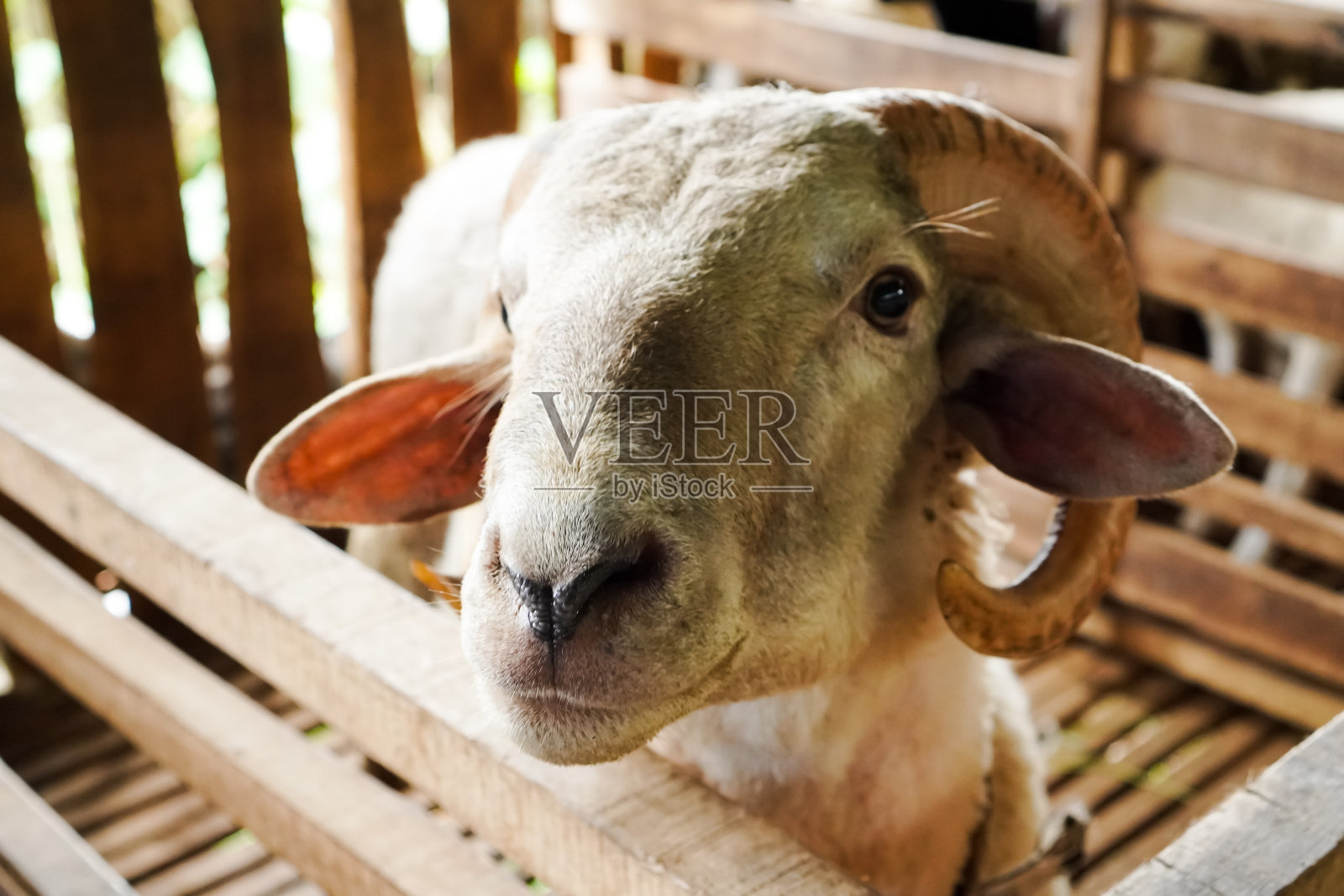 羊照片摄影图片