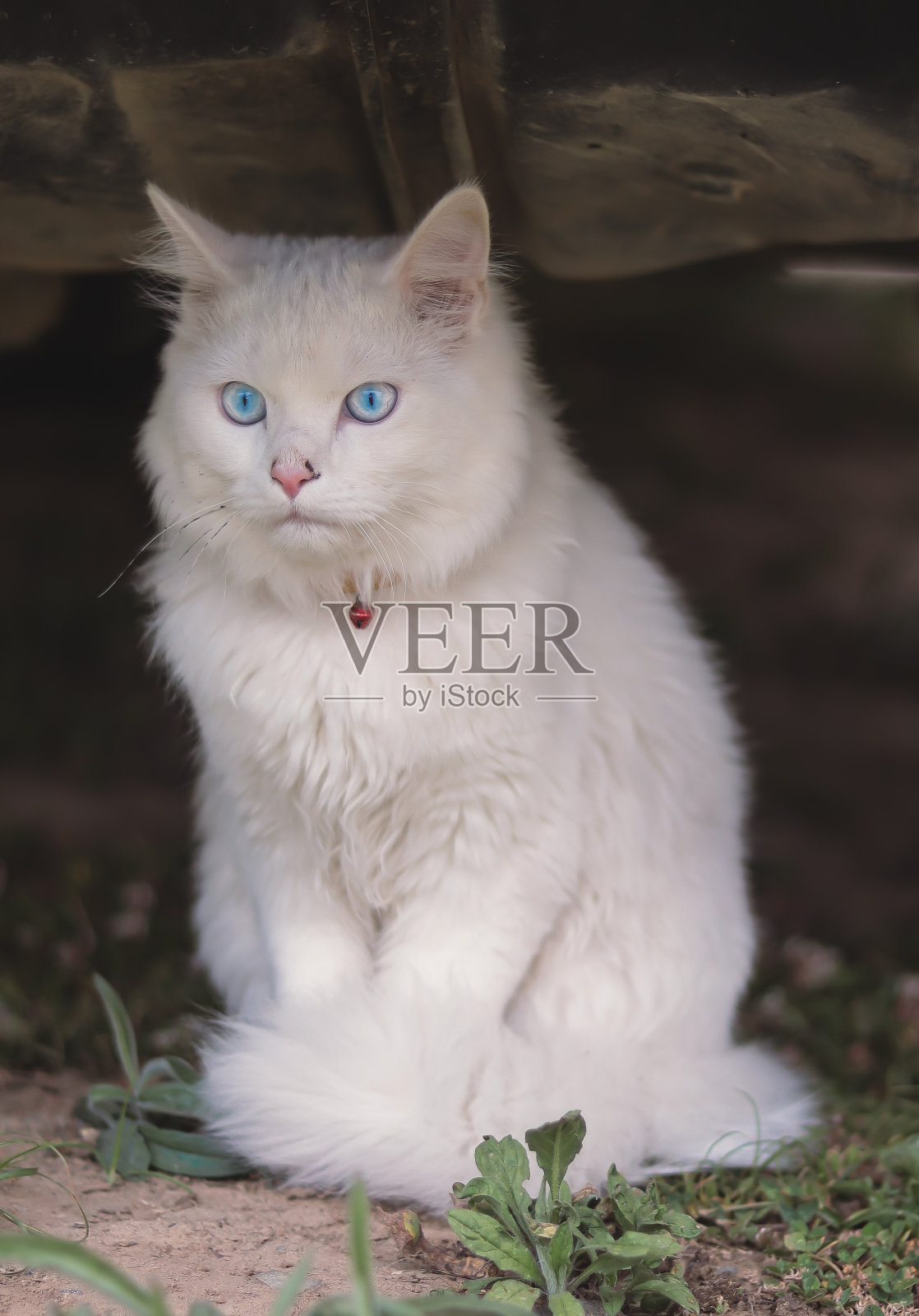 蓝眼猫照片摄影图片