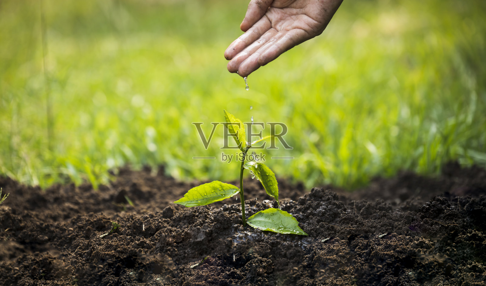 妇女们的手正在把幼苗种在花园里的地里。树木在大自然中生长,美丽的晨光。新鲜的青苗。爱世界的观念。照片摄影图片