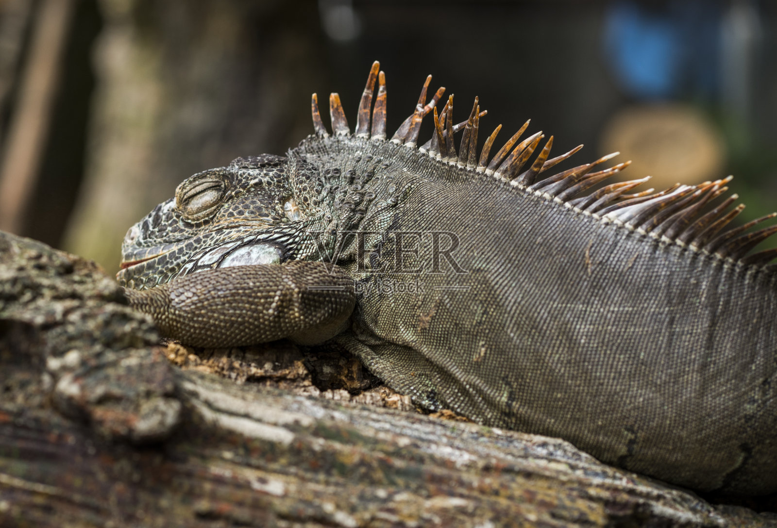 在树上睡觉的鬣蜥照片摄影图片
