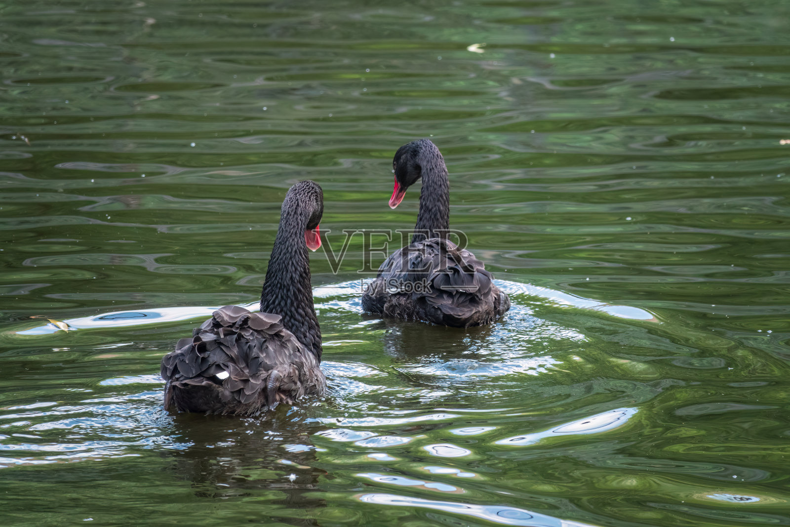 两只长着红喙的优雅的黑天鹅在墨绿色的湖面上游泳。天鹅座atratus会照片摄影图片