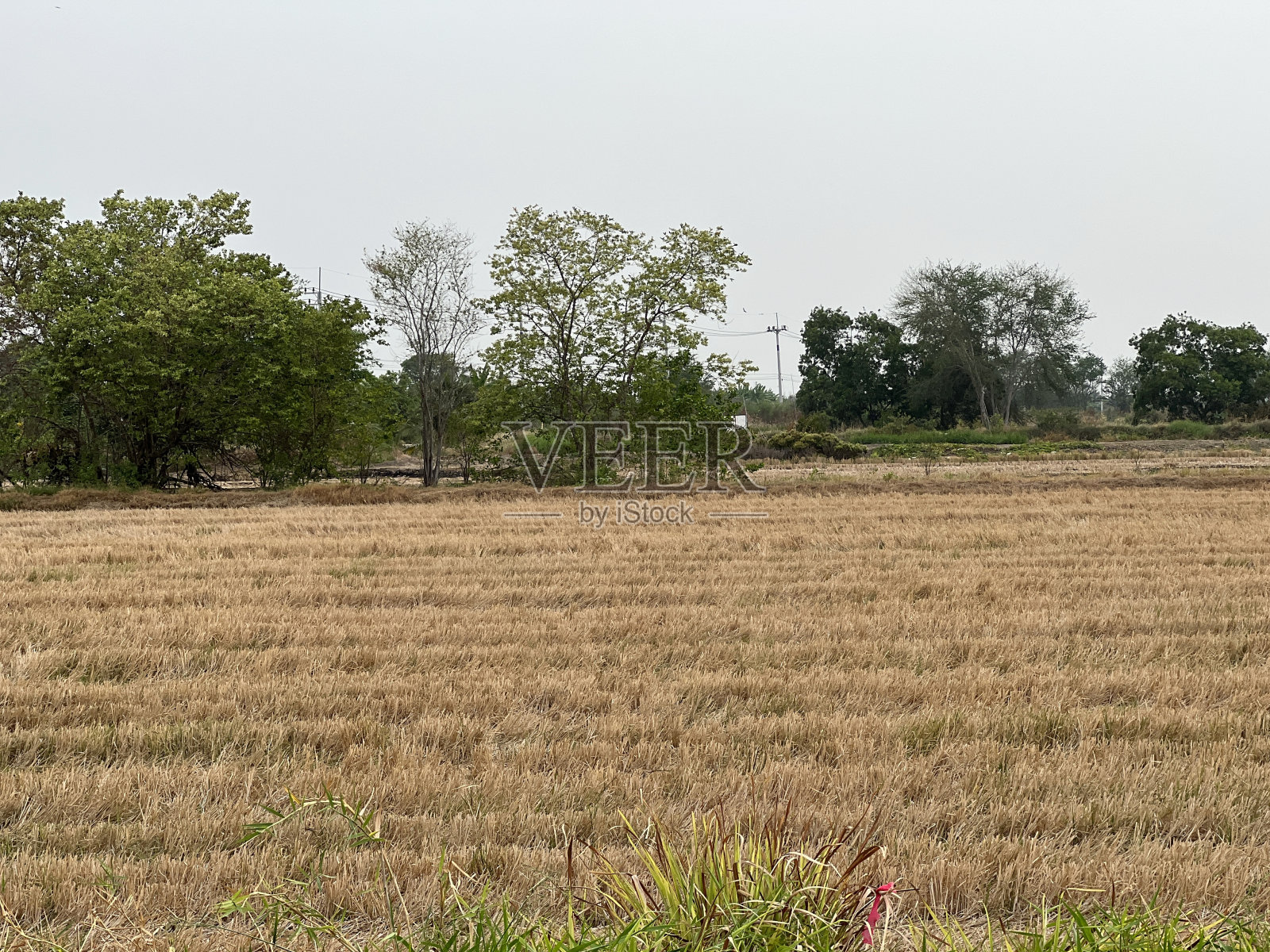 泰国乡下的稻田照片摄影图片