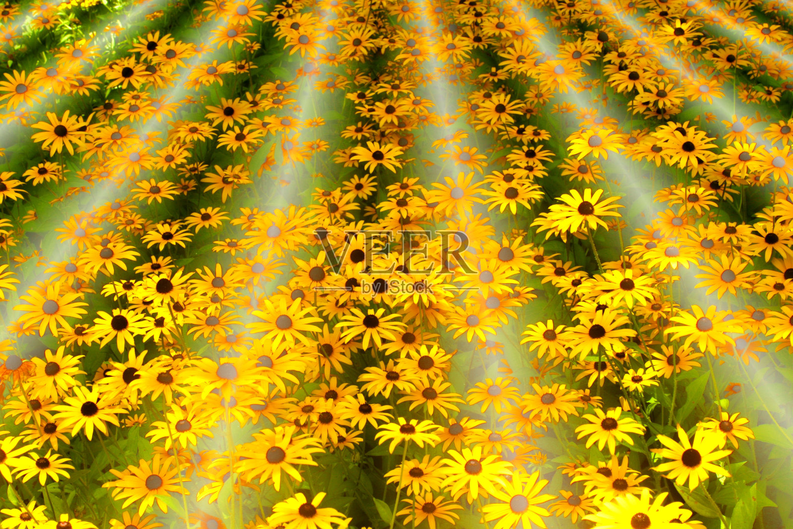 梦想之地照片摄影图片