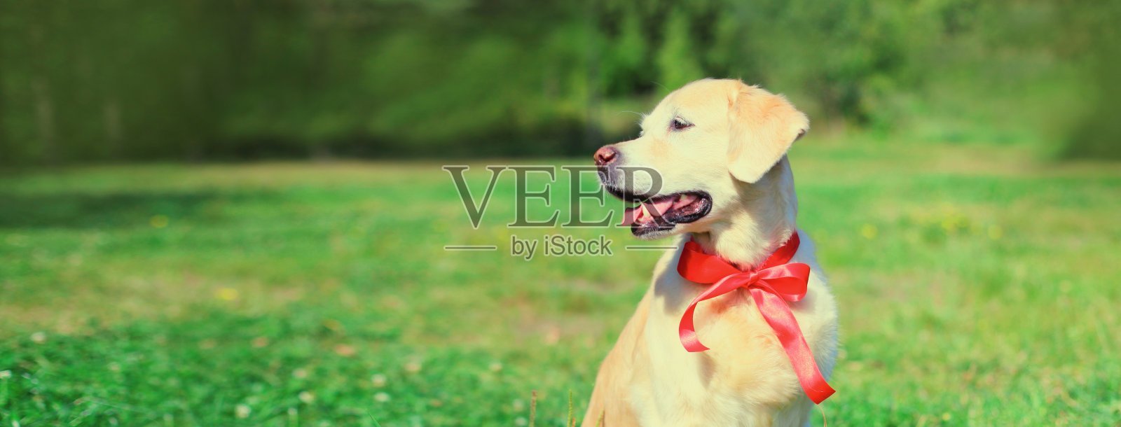 戴着红色领结的金毛猎犬坐在夏日公园的绿草地上望向远方照片摄影图片