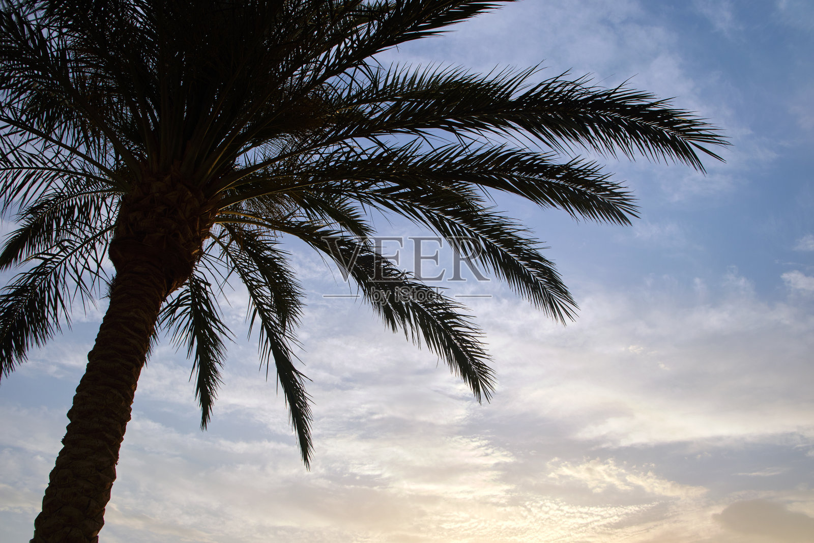 热带海滩上美丽的绿色椰子树映衬着夜空。暑假概念照片摄影图片