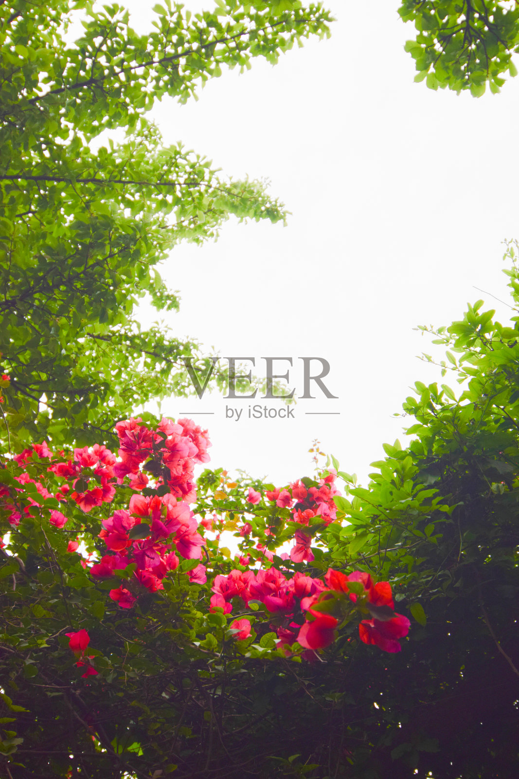 红色九重葛花-复古滤镜效果与复制空间。照片摄影图片