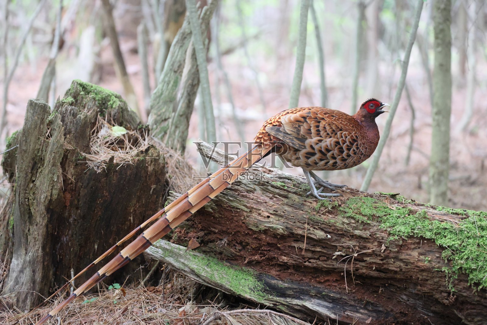 铜雉北九州亚种,产于日本照片摄影图片