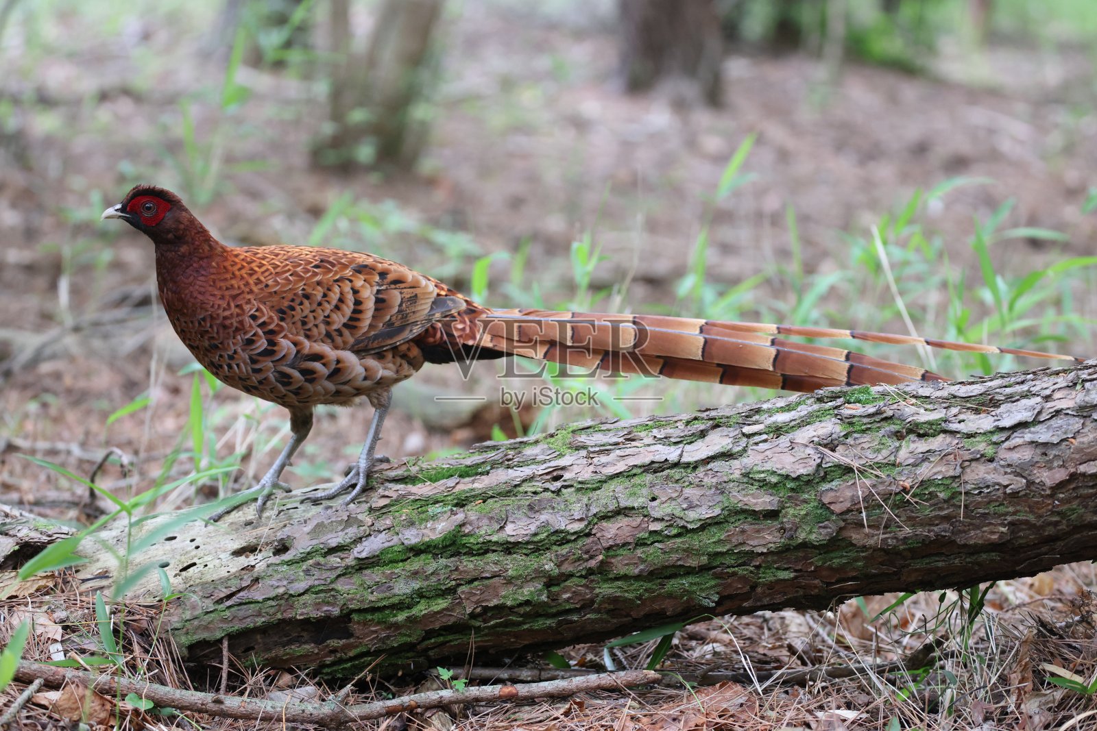 铜雉北九州亚种,产于日本照片摄影图片