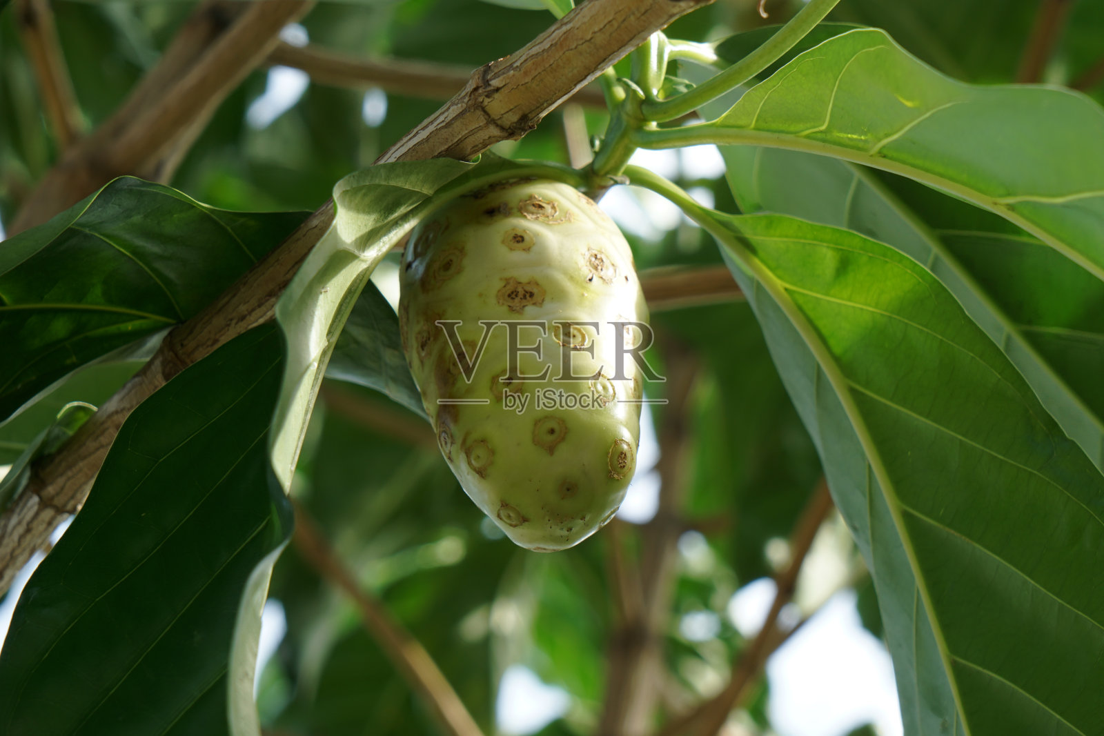 诺丽果汁的水果照片摄影图片