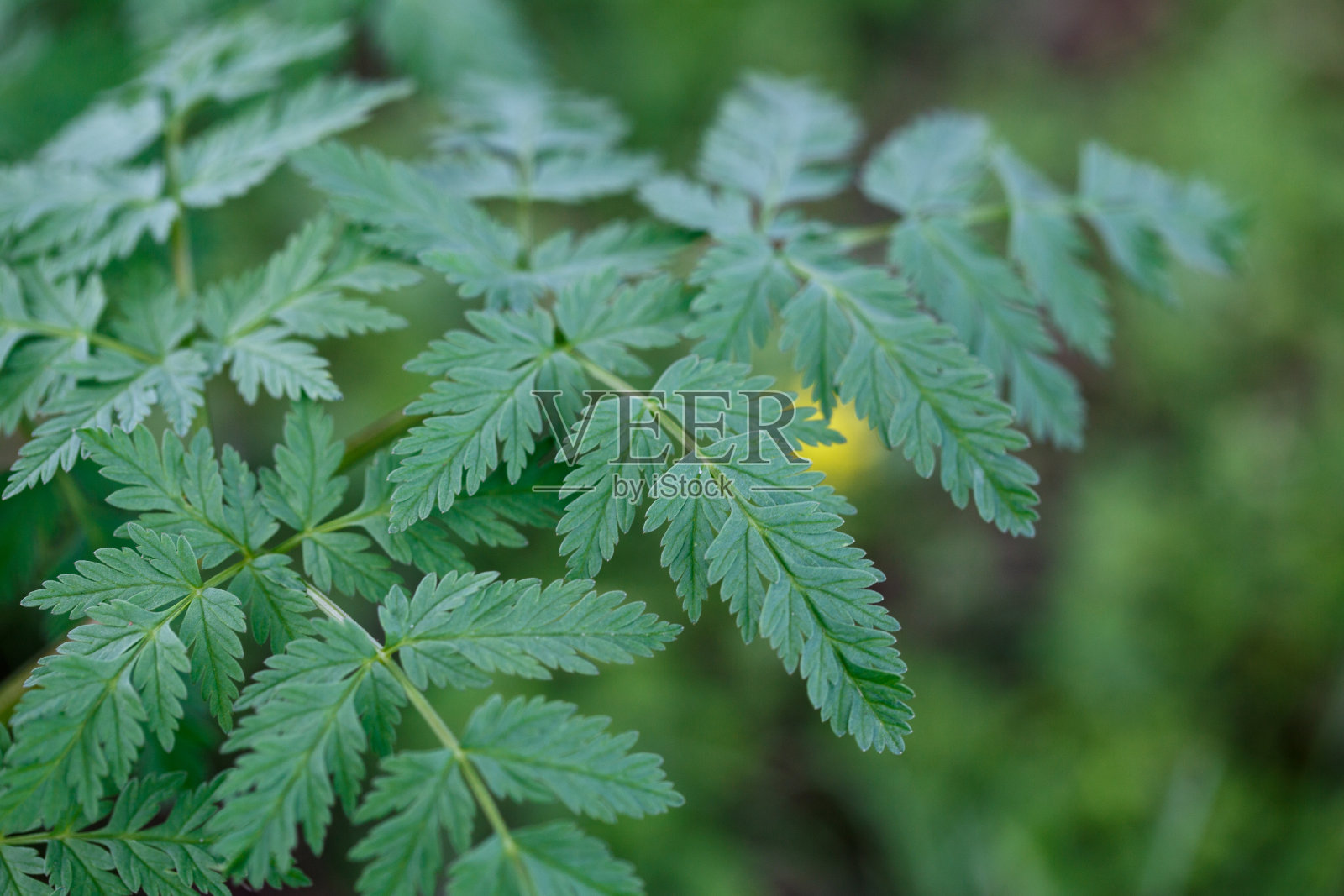 新鲜的绿草。明亮的春天背景的天然绿色植物。新芽的雕刻叶子。带有复制空间的背景照片摄影图片