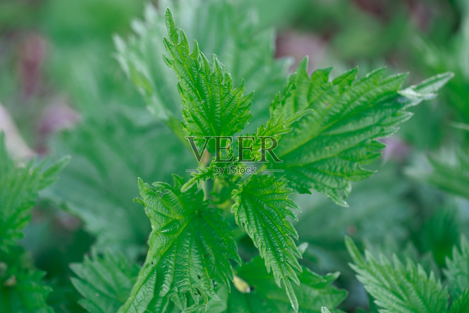 新鲜的绿草。明亮的春天背景的天然绿色植物。新芽的雕刻叶子。带有复制空间的背景照片摄影图片