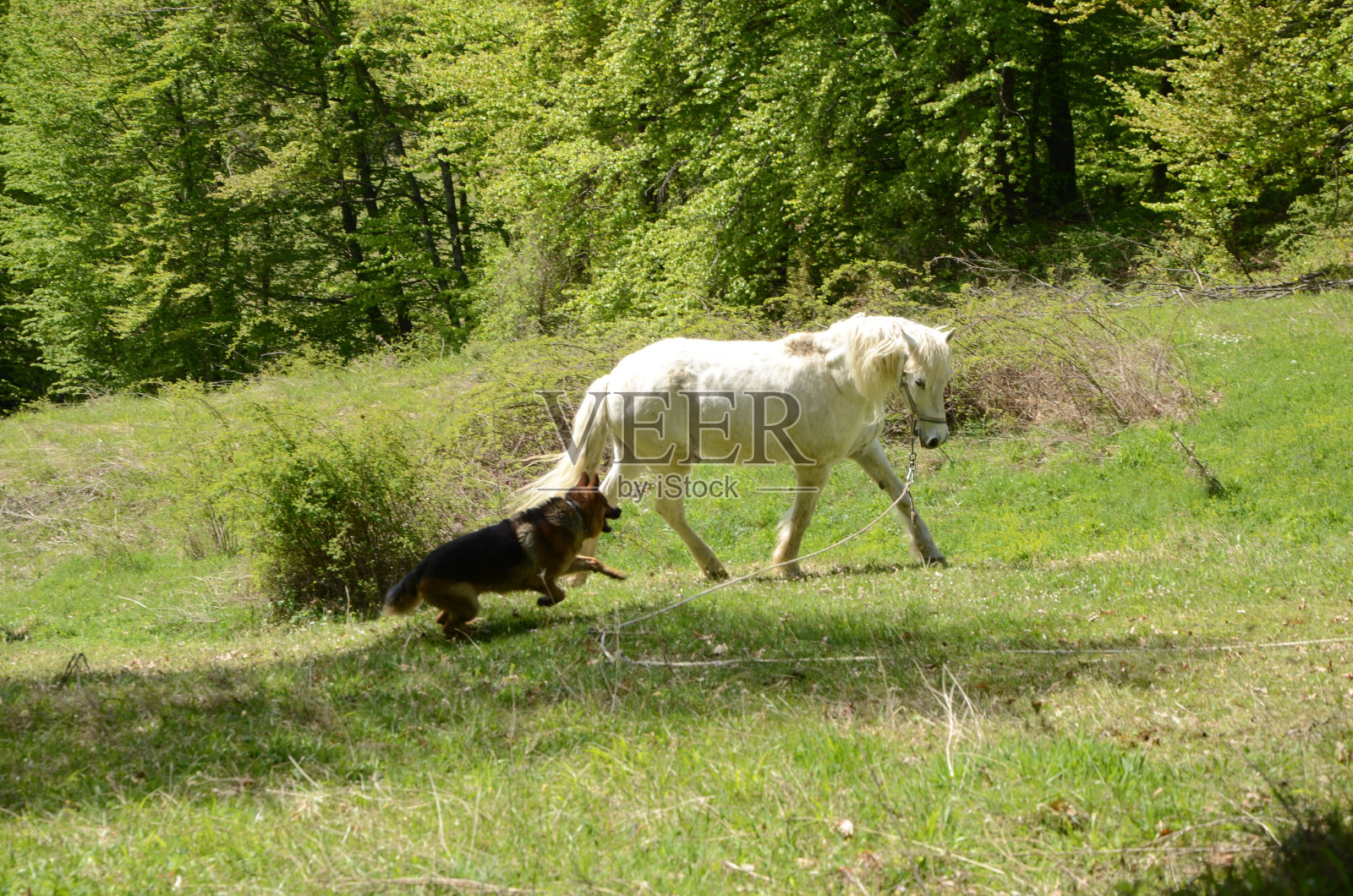 马和狗照片摄影图片