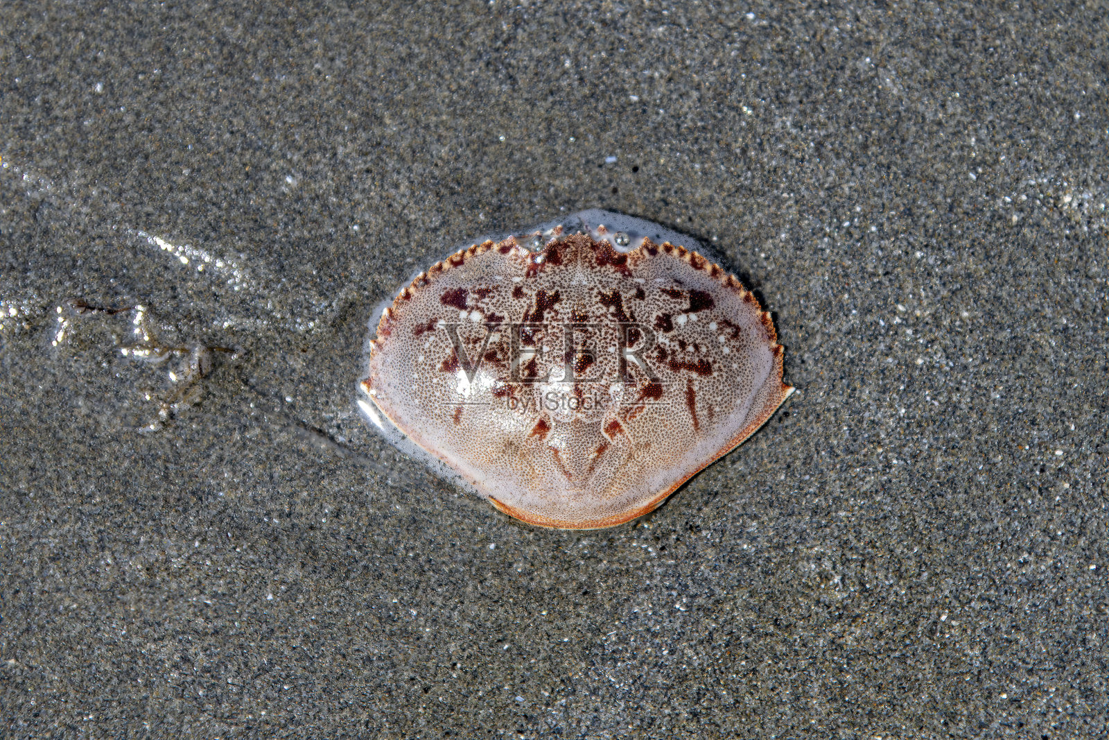 蟹的空壳照片摄影图片