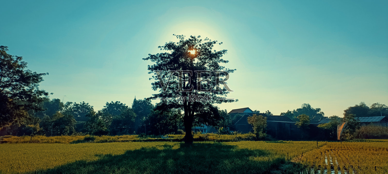 太阳和树照片摄影图片
