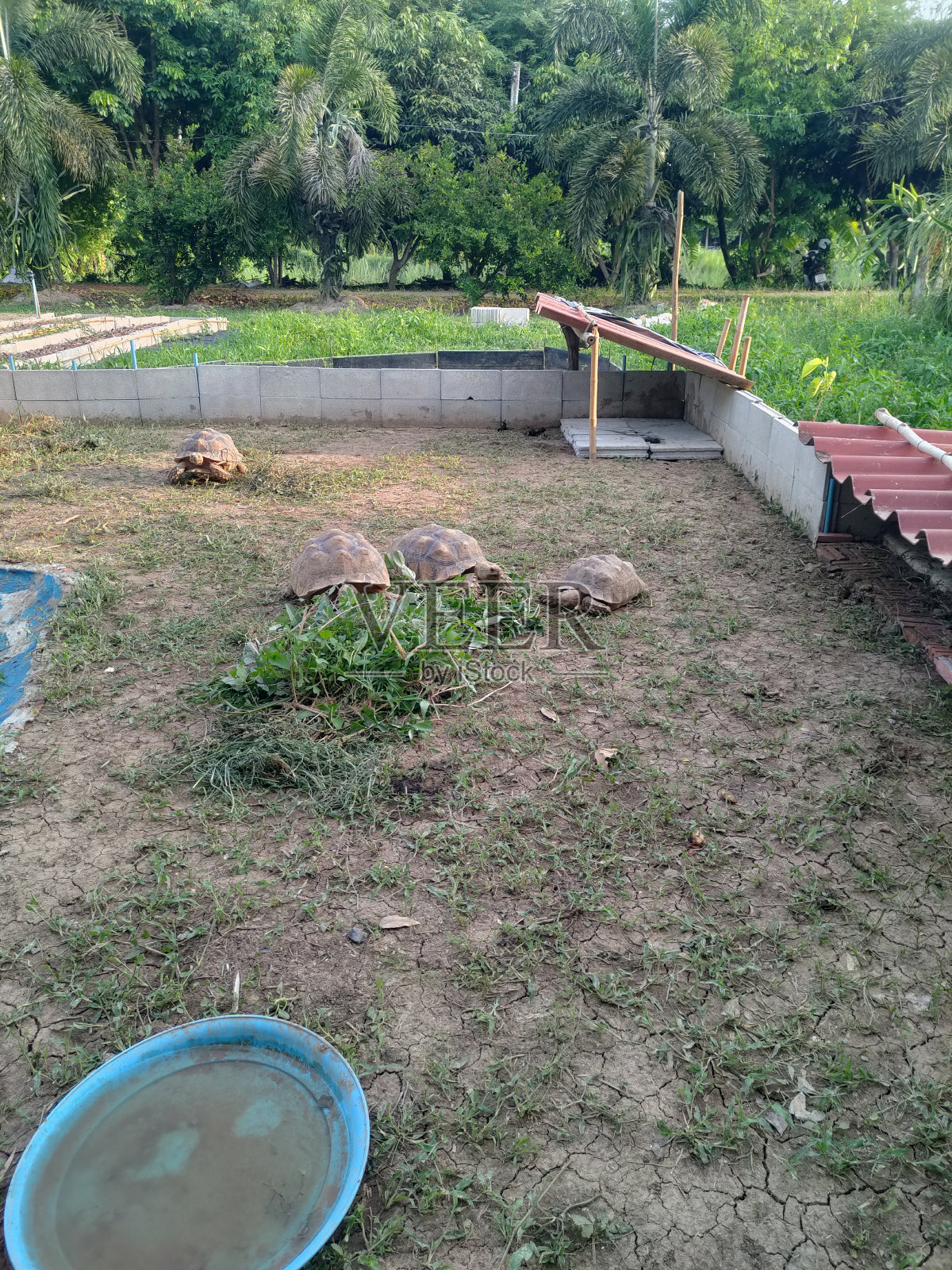 Sulcata海龟养殖场照片摄影图片