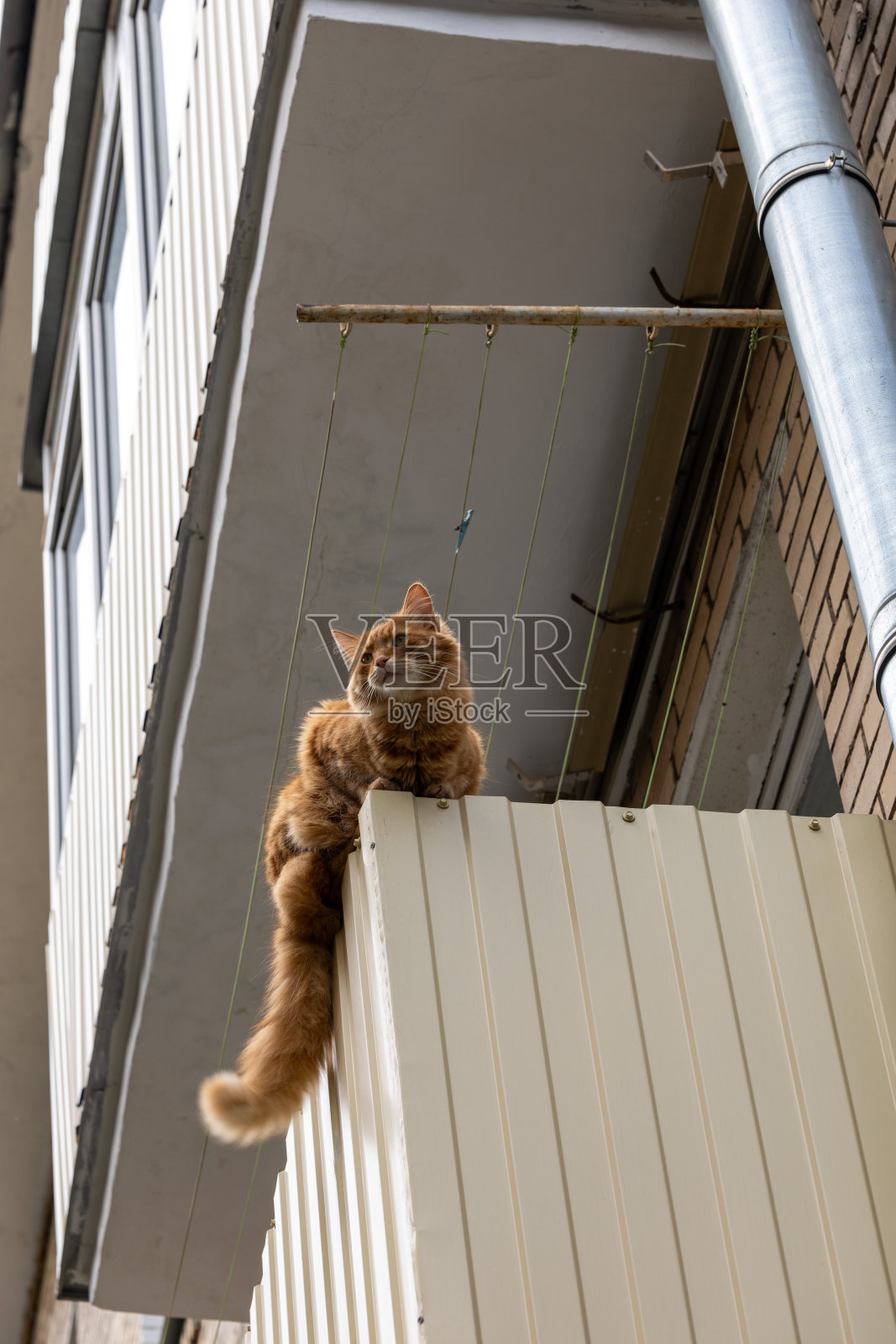 阳台上的猫照片摄影图片
