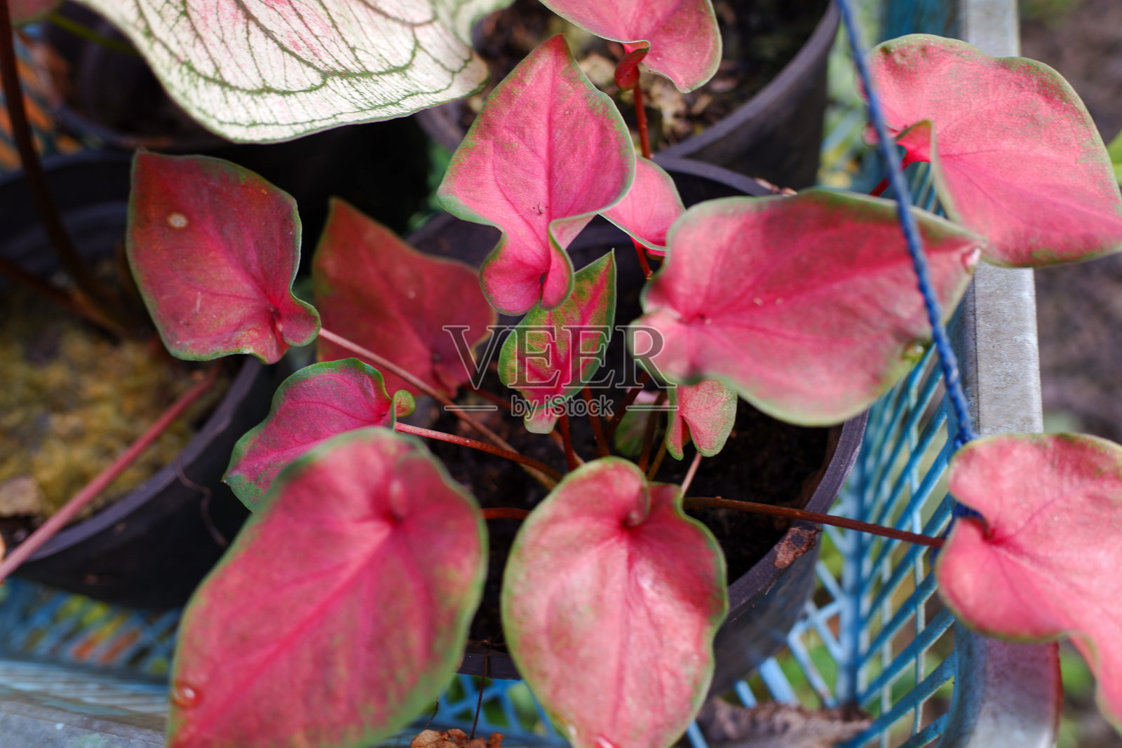 钙红植物照片摄影图片