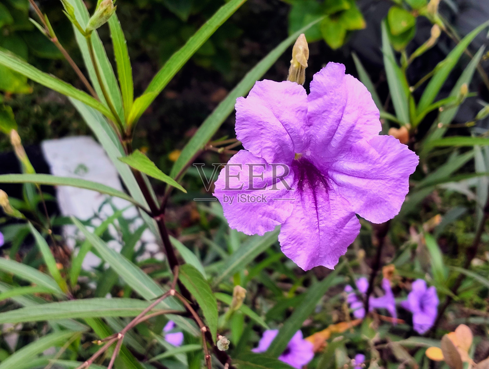 Ruellia单纯形照片摄影图片