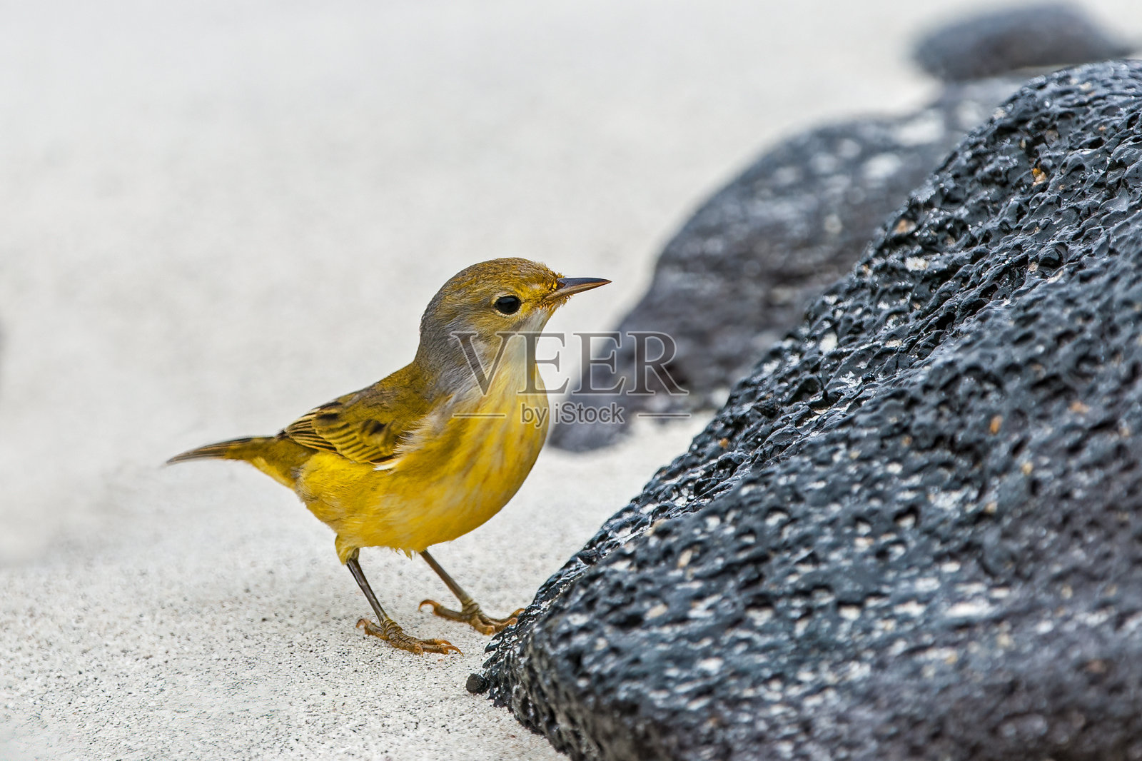 黄莺,绿松石,宽边帽岛,宽边帽岛,厄瓜多尔加拉帕戈斯群岛国家公园照片摄影图片