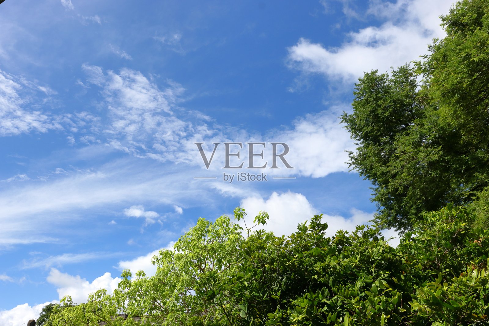 绿树和多云的蓝天照片摄影图片