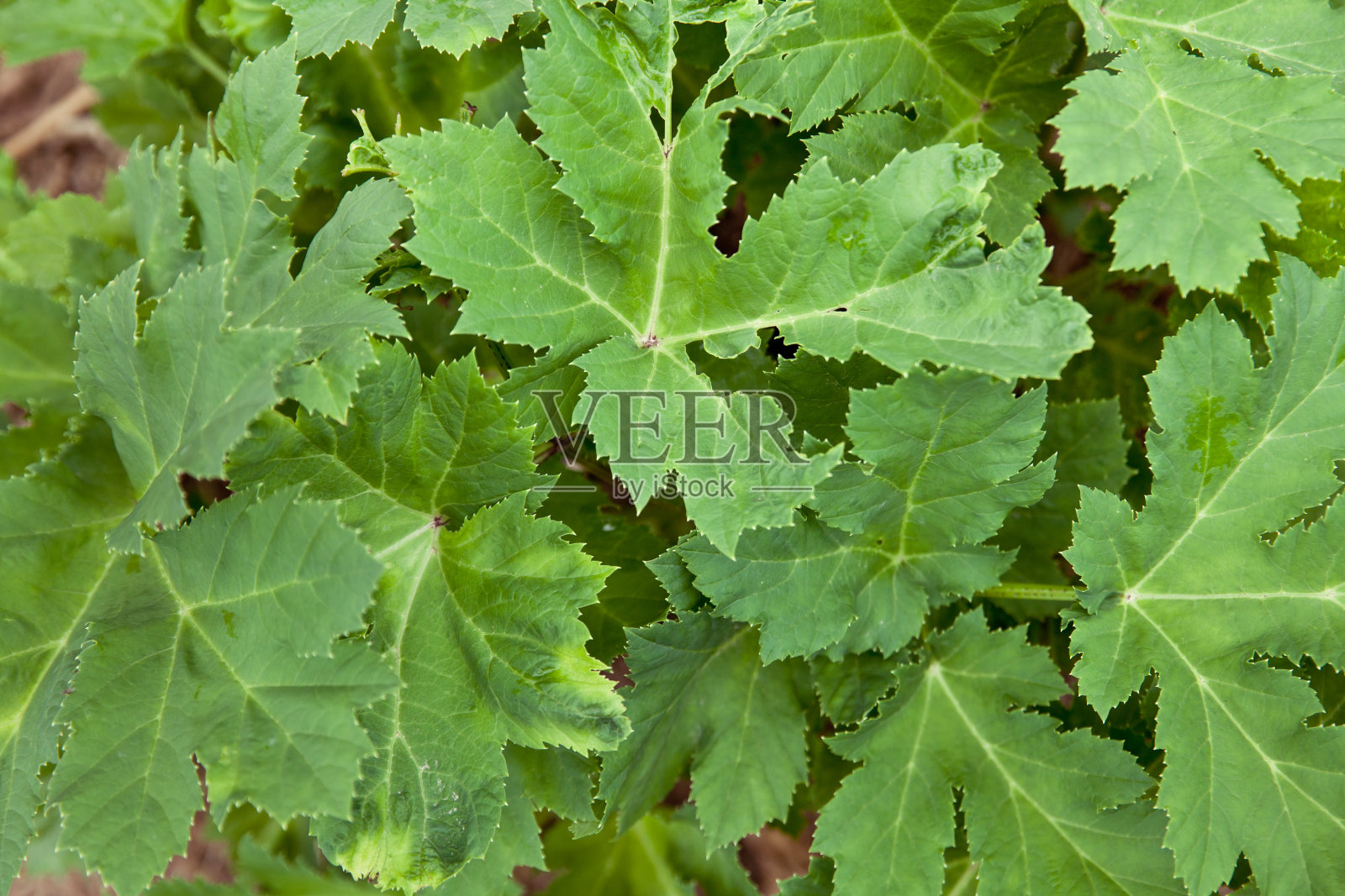 夏天阳光下的大猪草。一种大猪草照片摄影图片