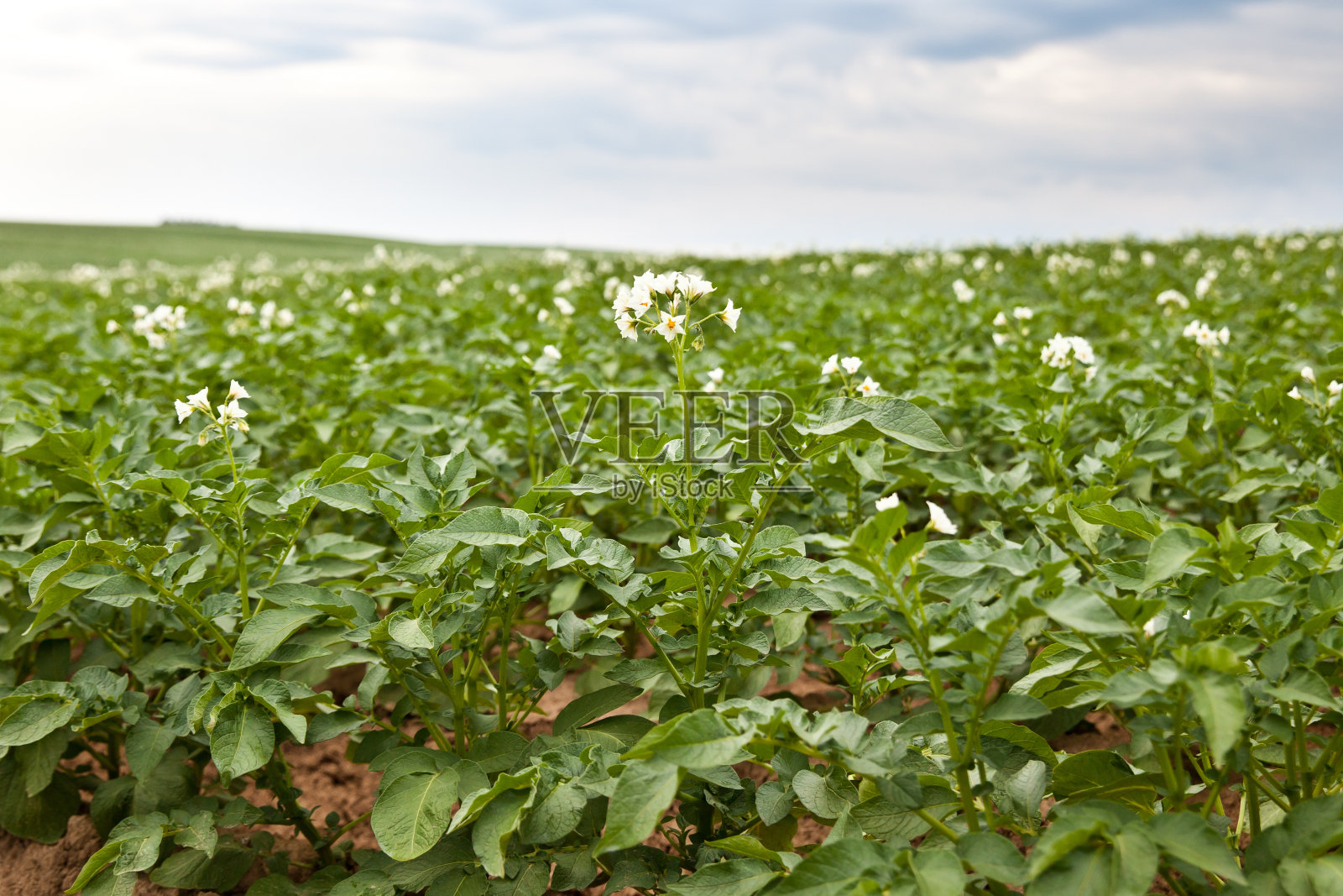 种着绿色植物的马铃薯田。马铃薯田特写。照片摄影图片