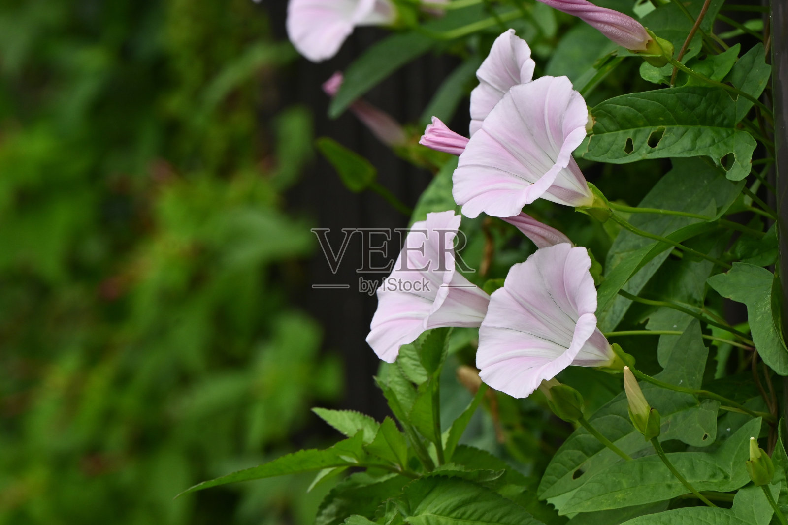 假合花(萼花属)花。原产于日本的旋花科多年生藤本植物。照片摄影图片