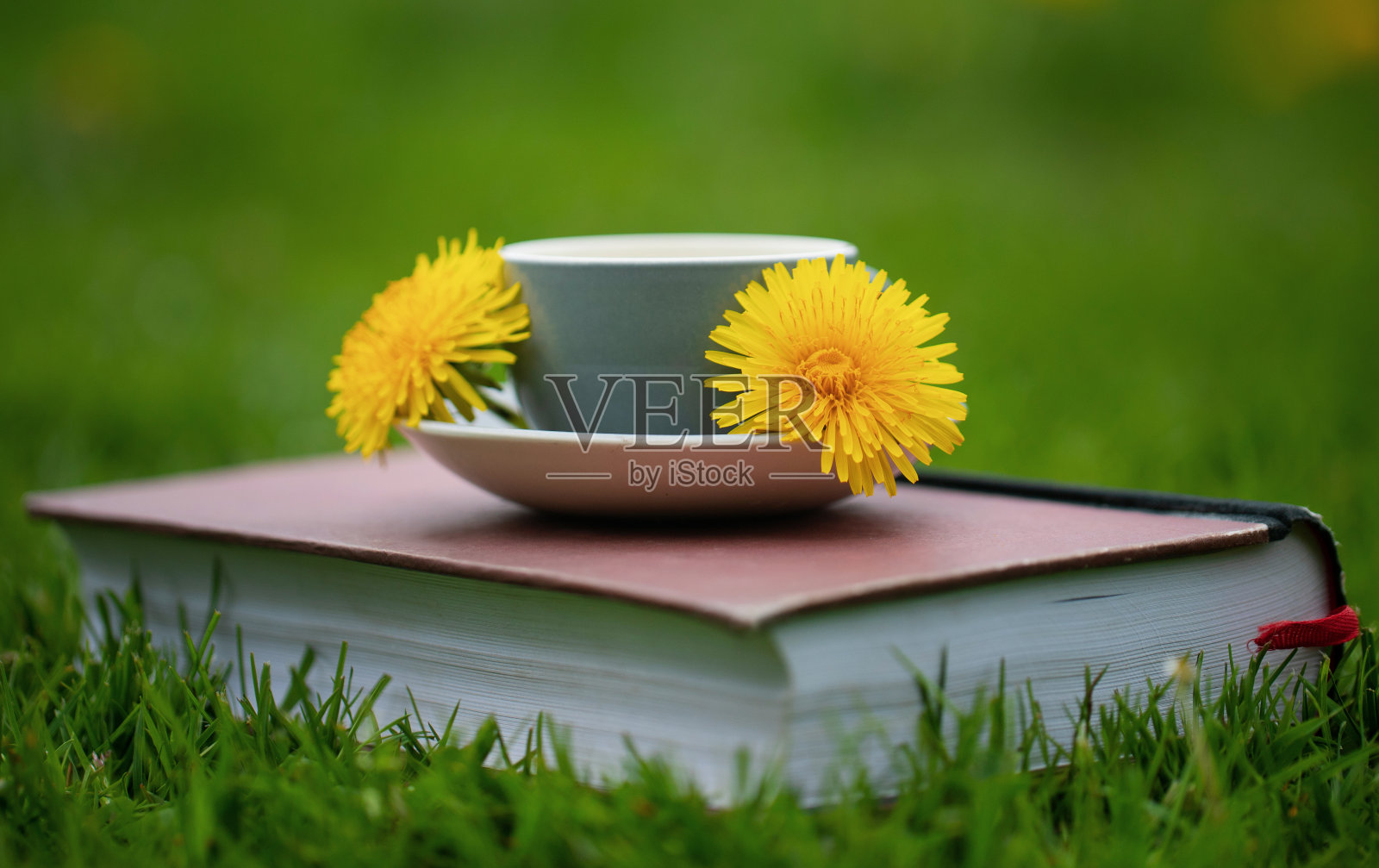 草药蒲公英茶照片摄影图片