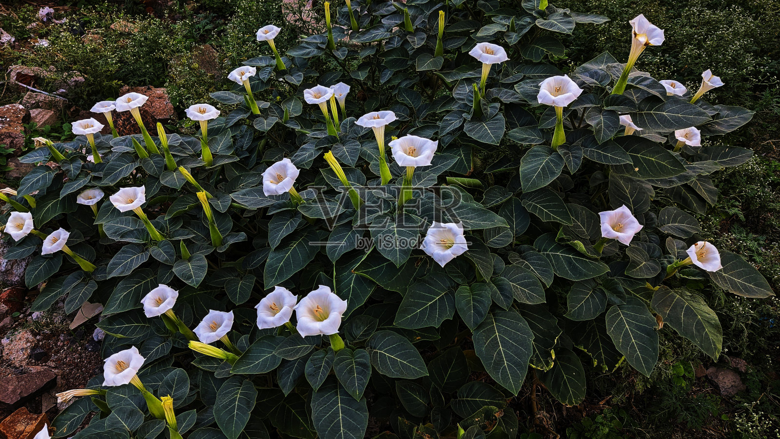 曼陀罗花照片摄影图片