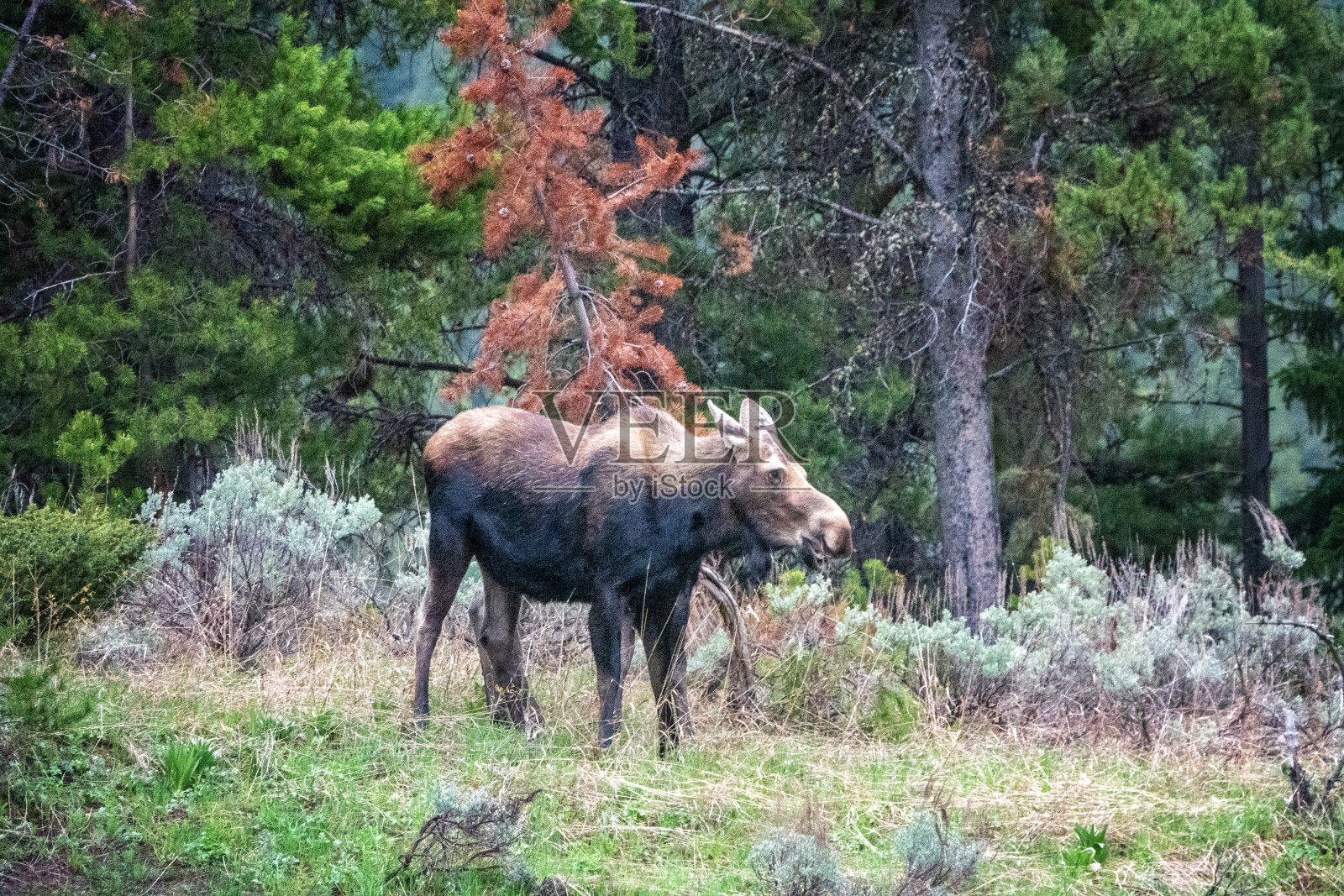 黄石驼鹿遭遇照片摄影图片