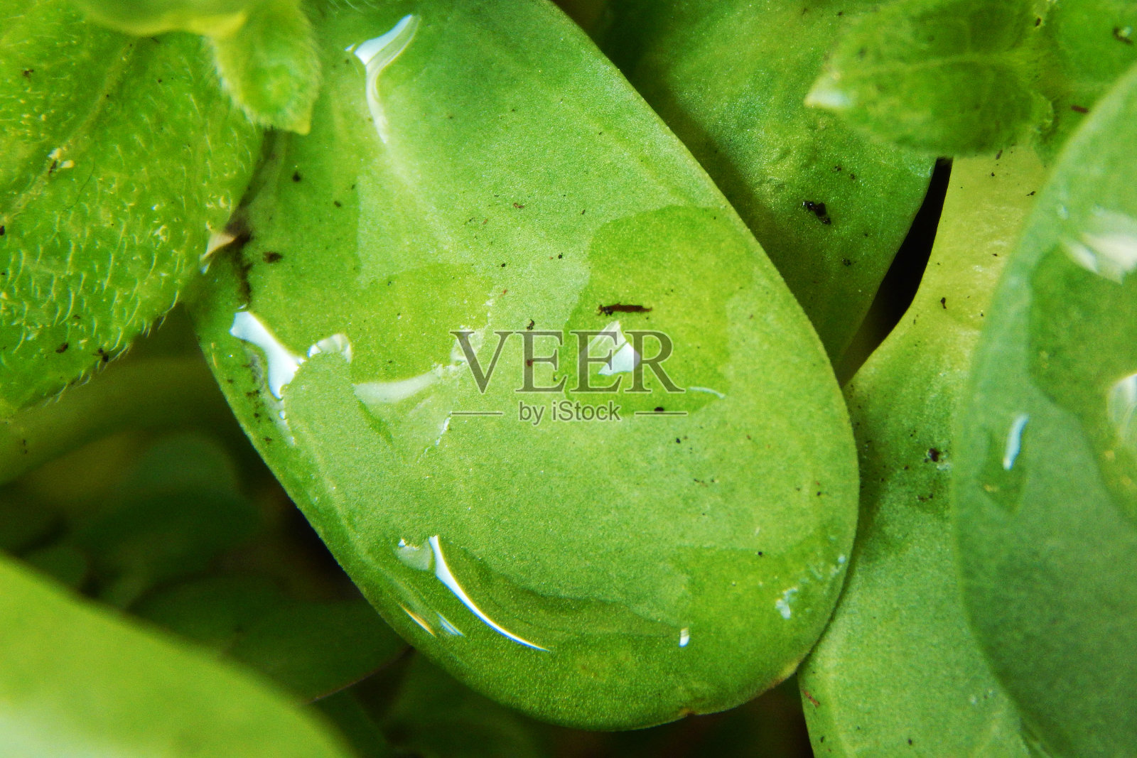 向日葵微绿色植物,与水滴特写。照片摄影图片