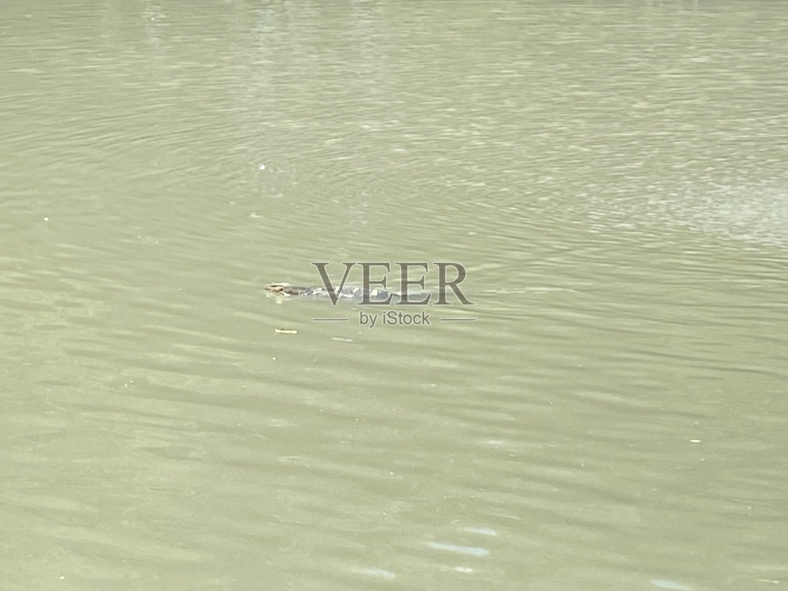 池塘里的巨蜥照片摄影图片