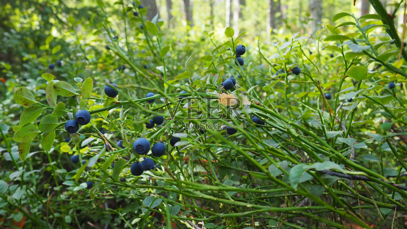 蓝莓或蓝莓桃金娘,一种低矮的灌木,是石楠科越橘属的一种。森林野生蓝紫色浆果和绿色的叶子。采摘浆果照片摄影图片
