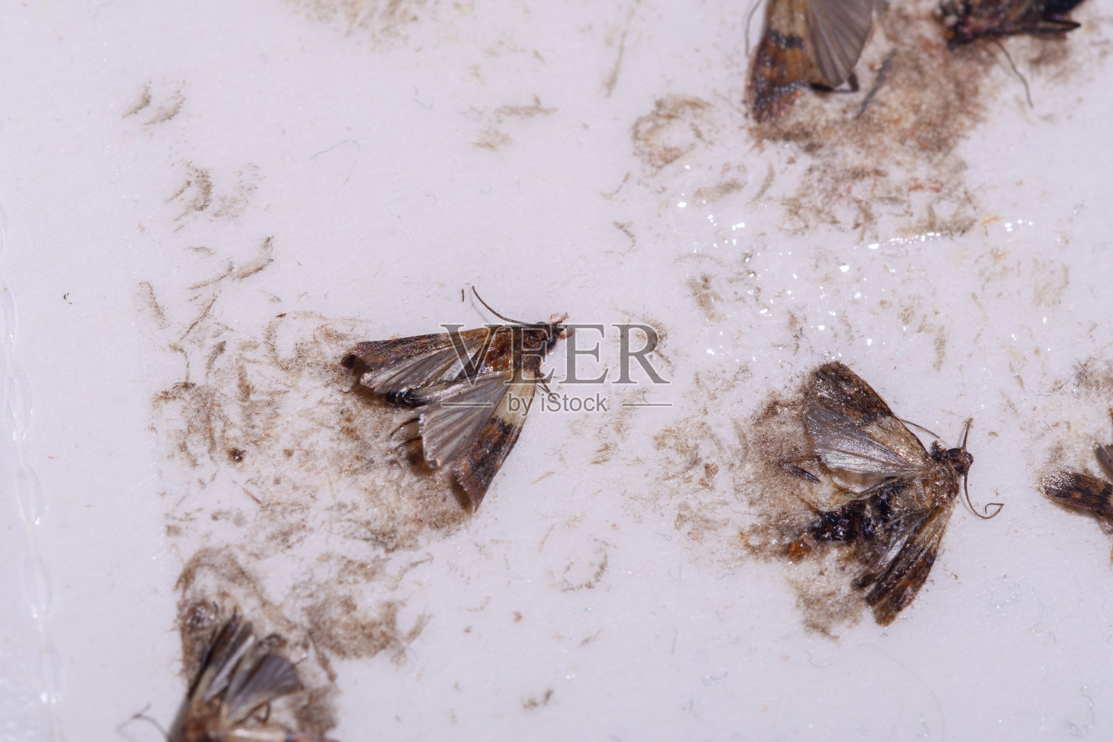 食衣蛾被困在睡眠陷阱里照片摄影图片