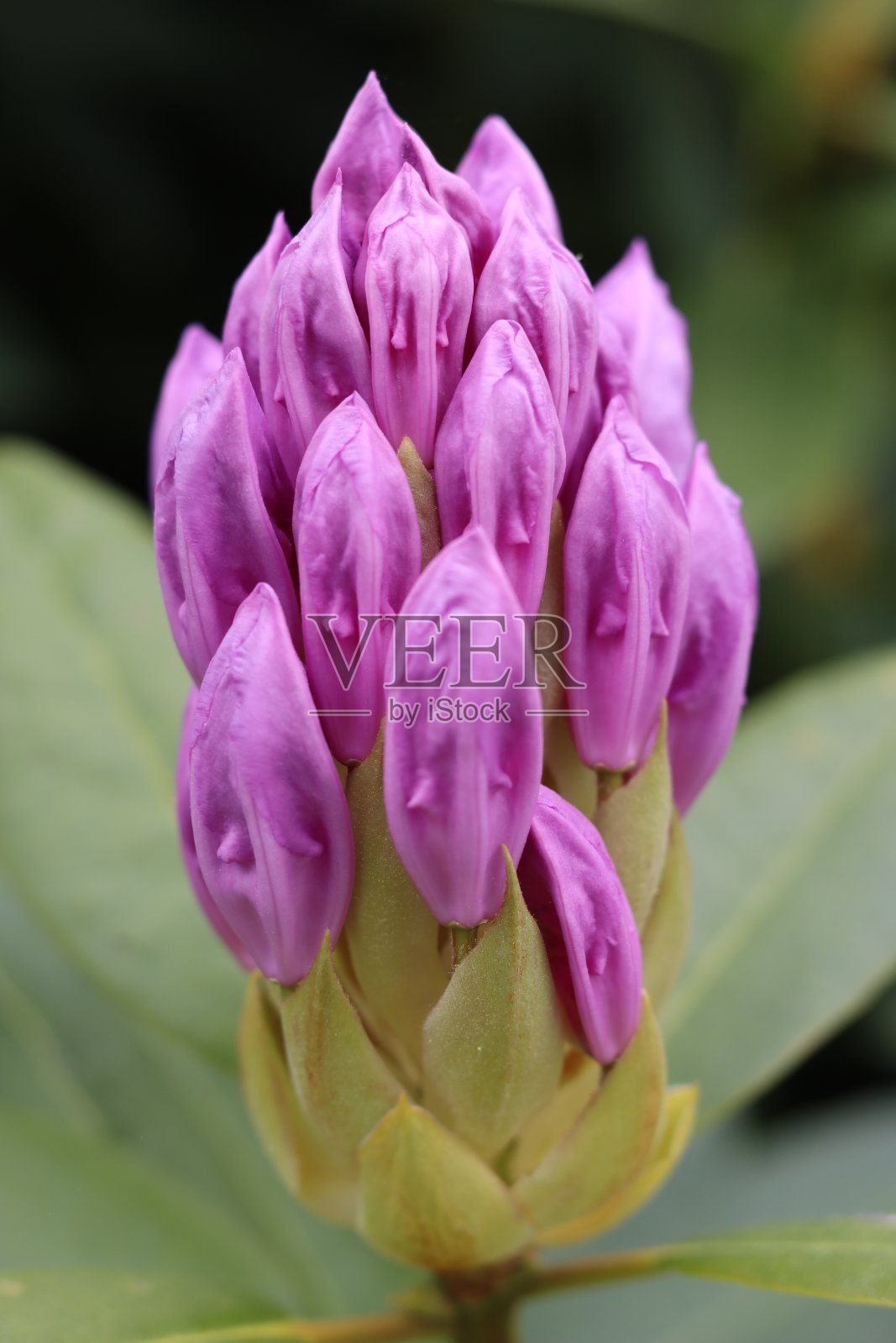 单朵杜鹃花头的近照,有闭合的花蕾照片摄影图片