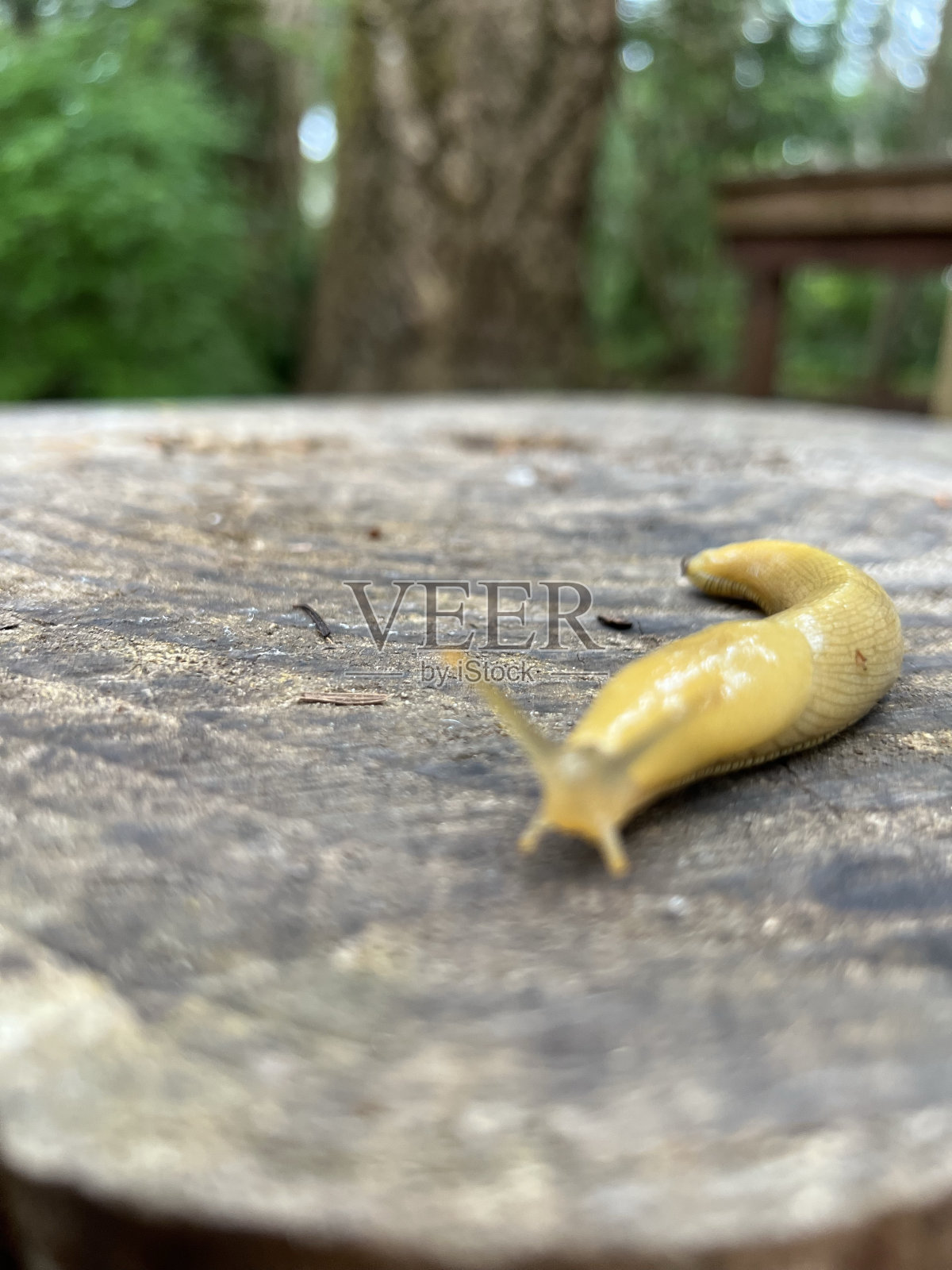 香蕉蛞蝓照片摄影图片