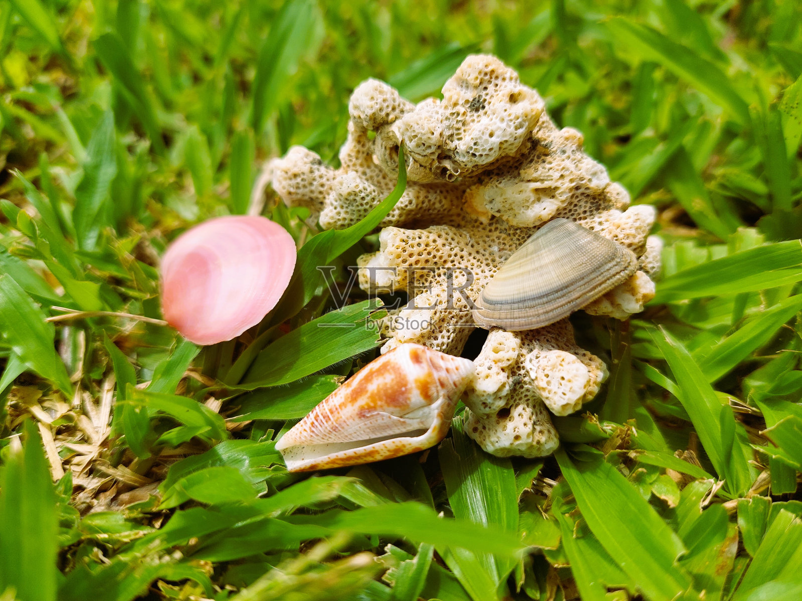 院子里的贝壳照片摄影图片