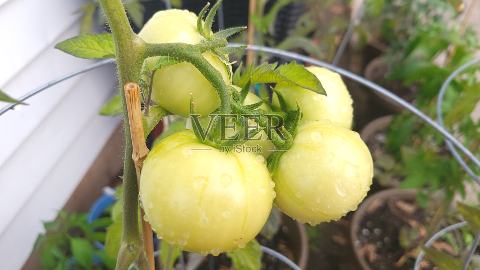 绿番茄挂在藤上照片摄影图片