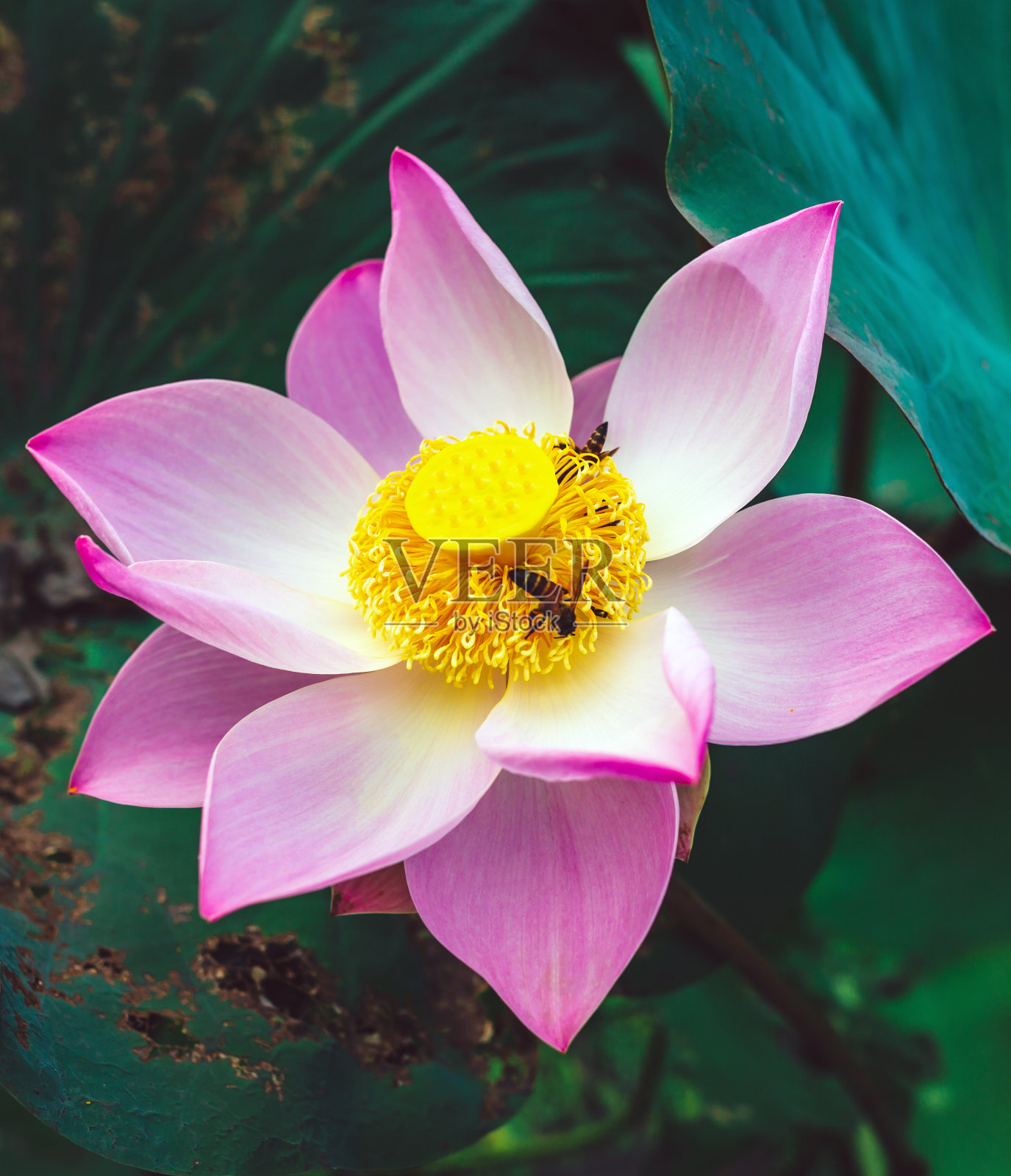 一朵盛开的美丽的粉红色莲花的特写和一朵莲花上的蜂花粉照片摄影图片